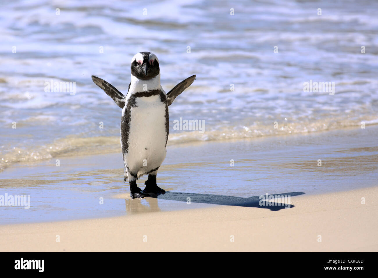 Jackass Penguin, afrikanische Pinguin oder Black-Footed Pinguin (Spheniscus Demersus), am Strand, Boulder, Simons Town Stockfoto