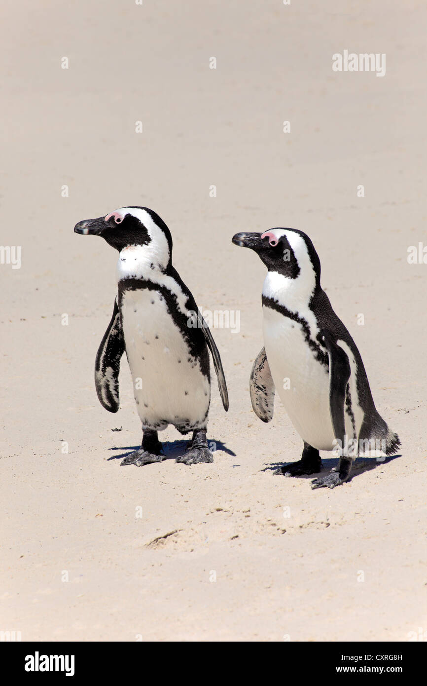 Jackass Pinguine, afrikanische Pinguine oder Black-Footed Pinguine (Spheniscus Demersus), koppeln, am Strand, Boulder, Simons Town Stockfoto