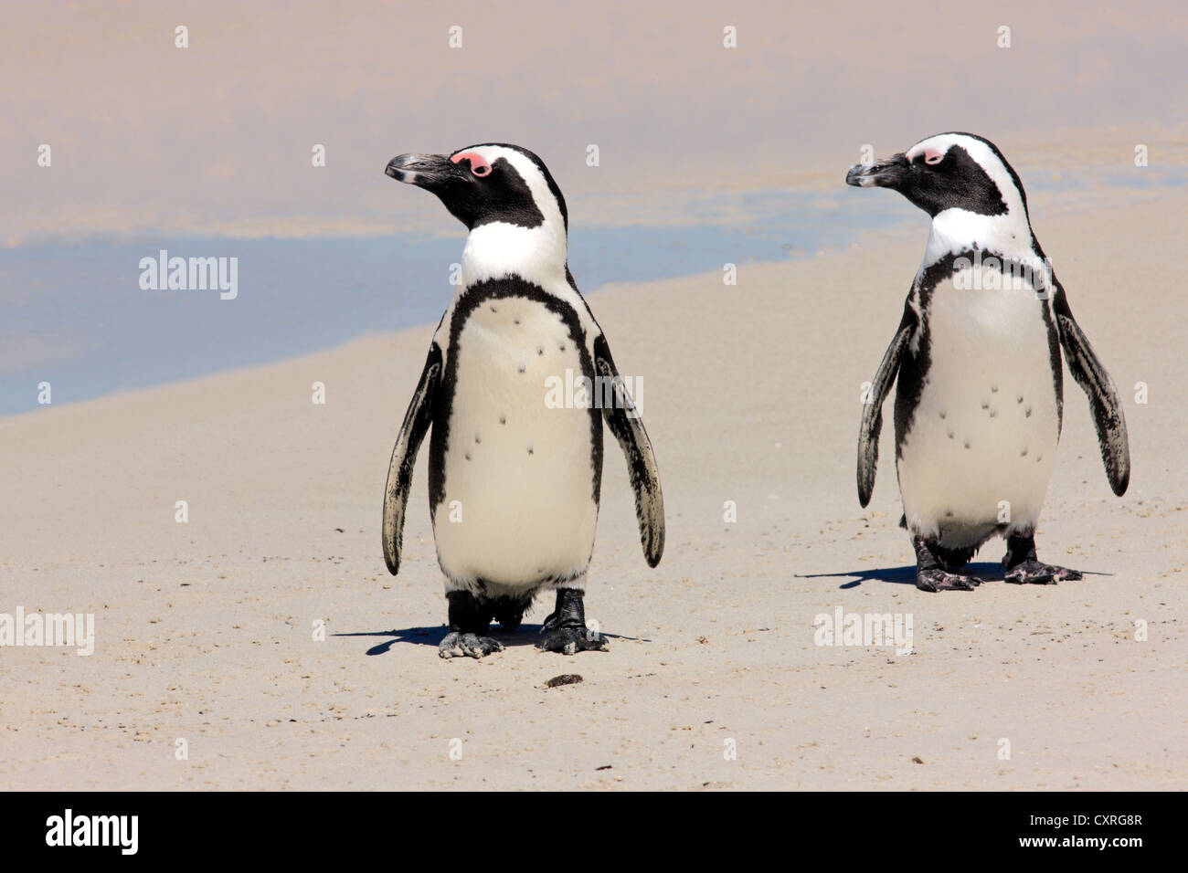 Jackass Pinguine, afrikanische Pinguine oder Black-Footed Pinguine (Spheniscus Demersus), koppeln, am Strand, Boulder, Simons Town Stockfoto
