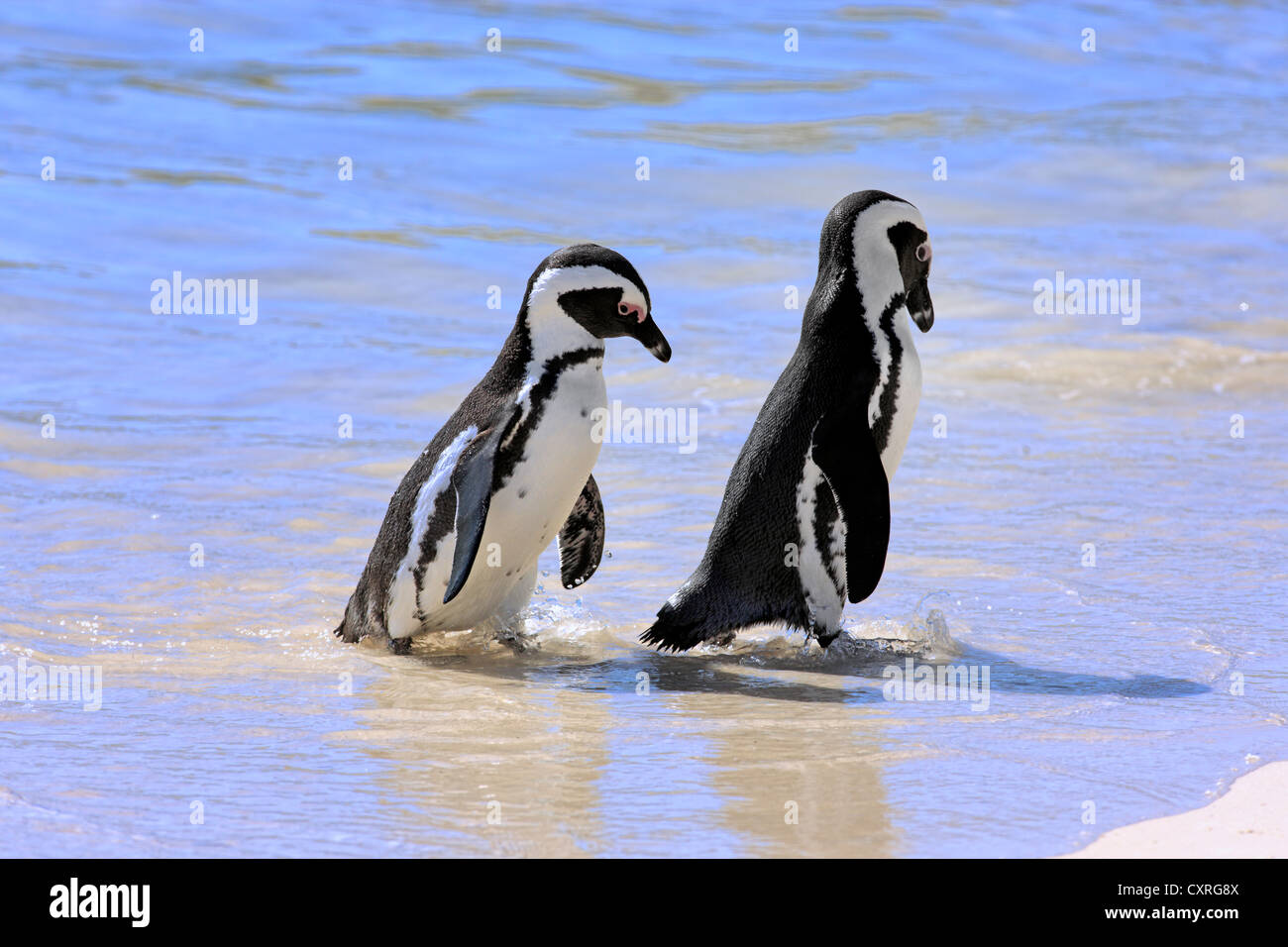 Jackass Pinguine, afrikanischen oder Black-footed Pinguine (Spheniscus Demersus), paar am Strand, Boulder, Simons Town, Western Cape Stockfoto