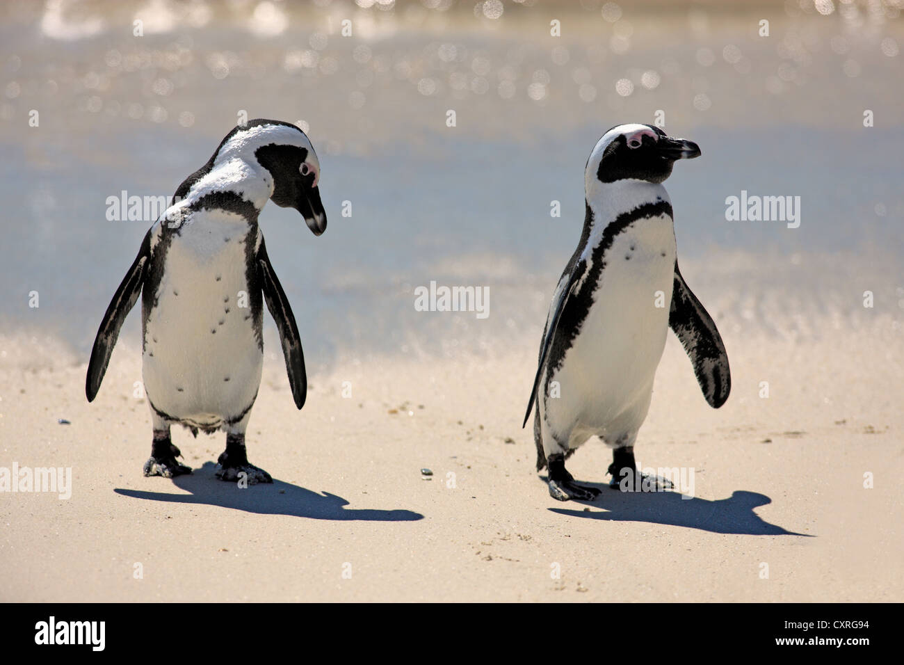 Jackass Pinguine, afrikanischen oder Black-footed Pinguine (Spheniscus Demersus), paar am Strand, Boulder, Simons Town, Western Cape Stockfoto