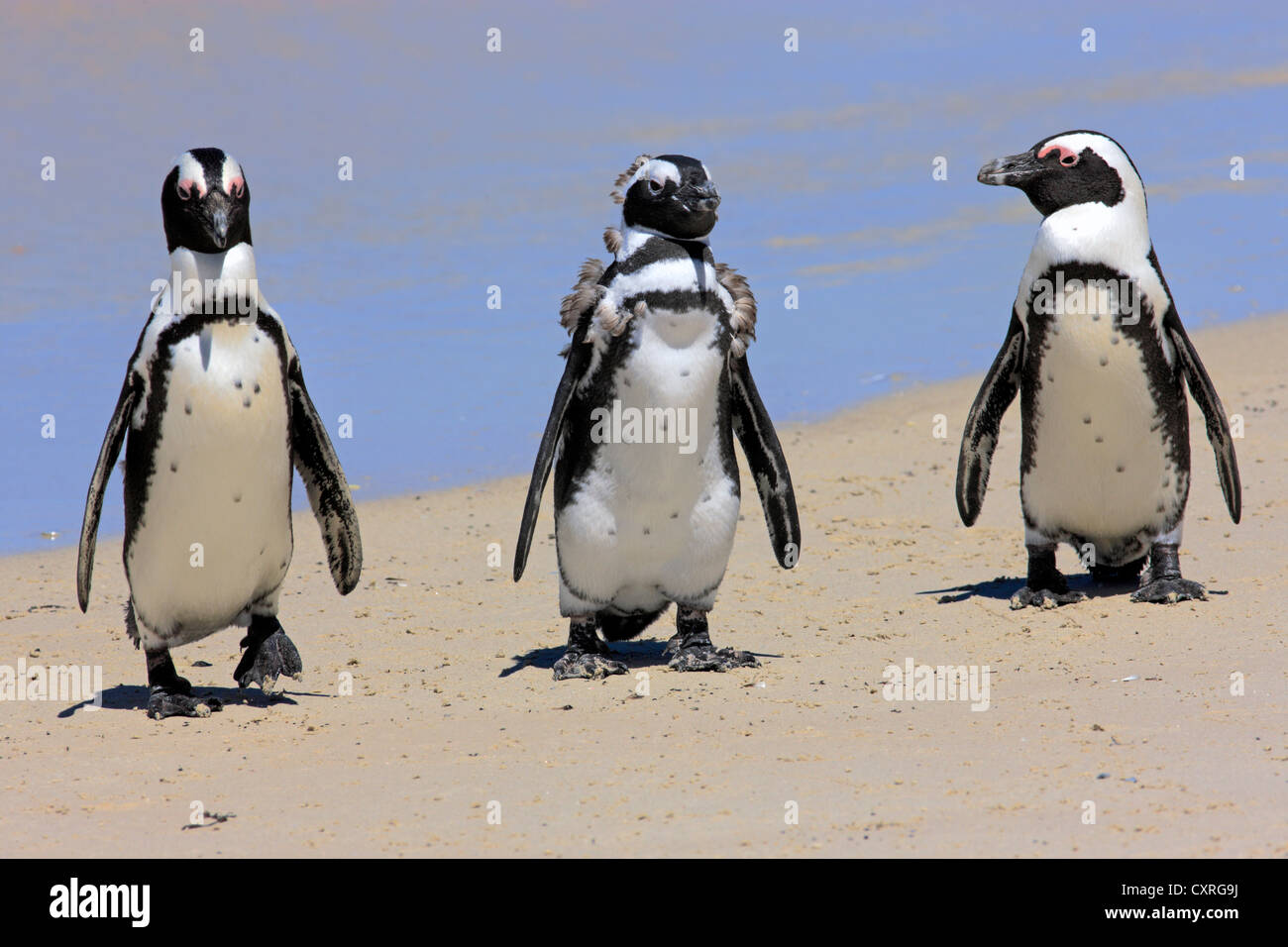 Drei Jackass Pinguine, afrikanischen oder Black-footed Pinguine (Spheniscus Demersus) Gruppe am Strand, Erwachsene und Jugendliche Stockfoto