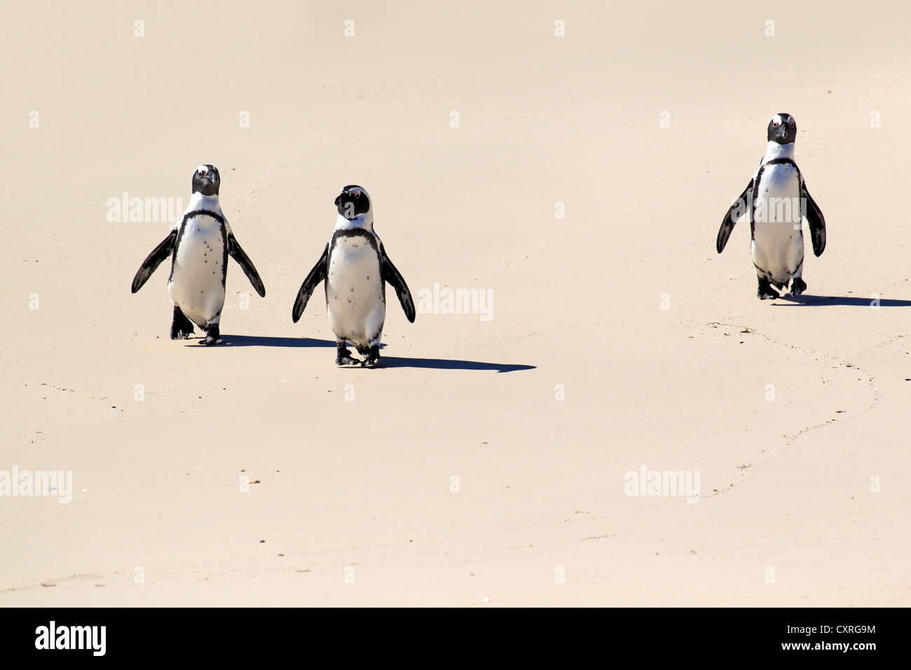 Drei Jackass Pinguine, afrikanischen oder Black-footed Pinguine (Spheniscus Demersus), walking am Strand, Boulder, Simons Town Stockfoto