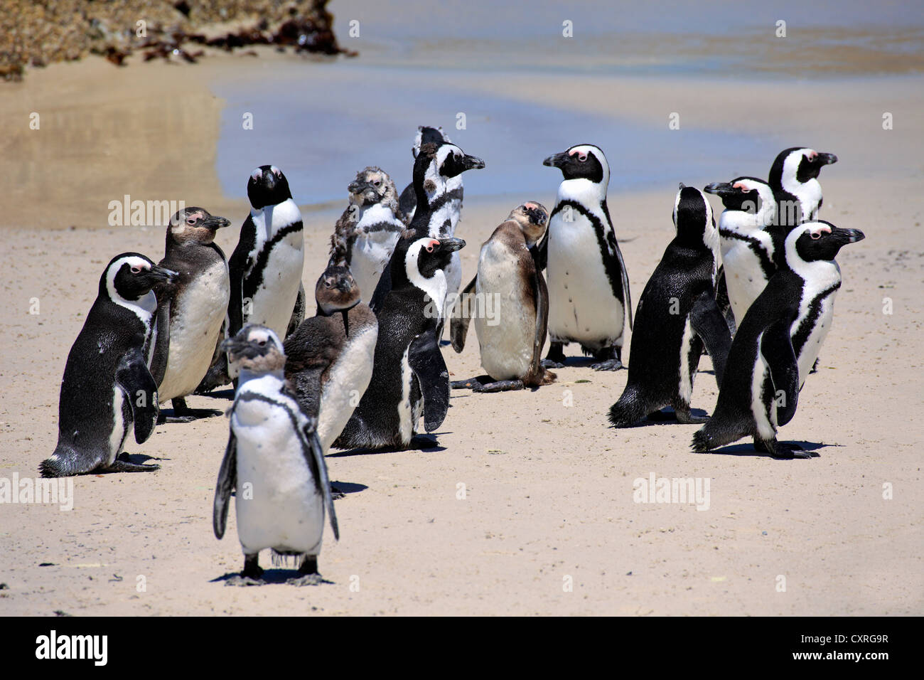 Jackass Penguin, afrikanischen oder Black-footed Pinguin (Spheniscus Demersus), Kolonie am Strand, Boulder, Simons Town, Western Cape Stockfoto