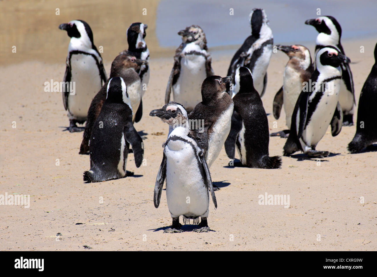 Jackass Penguin, afrikanischen oder Black-footed Pinguin (Spheniscus Demersus), Kolonie am Strand, Boulder, Simons Town, Western Cape Stockfoto