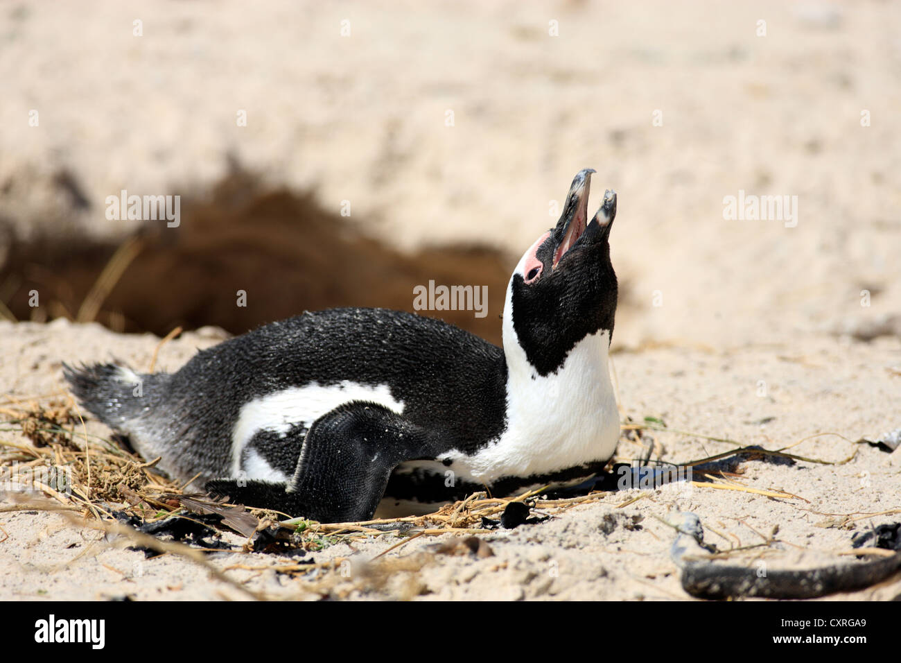 Jackass Penguin, afrikanischen oder Black-footed Pinguin (Spheniscus Demersus), Grübeln, Boulder, Simons Town, Western Cape Stockfoto