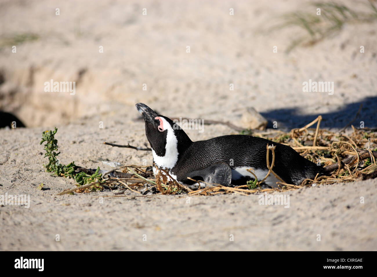 Jackass Penguin, afrikanischen oder Black-footed Pinguin (Spheniscus Demersus), Grübeln, Boulder, Simons Town, Western Cape Stockfoto