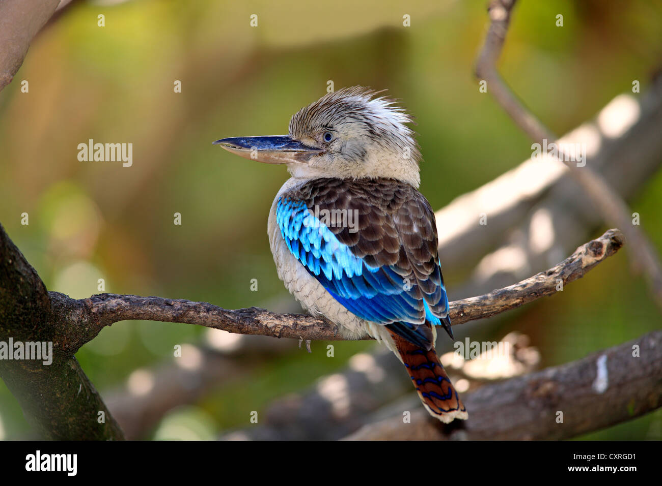 Blue-winged Kookaburra (Dacelo Leachii), Erwachsene, thront auf einem Baum, Australien Stockfoto