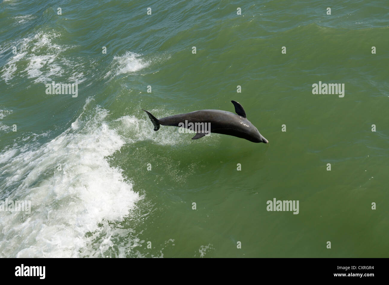 Delfine gesehen bei einer Bootsfahrt von Captiva Island, Sanibel Island, Florida, USA Stockfoto