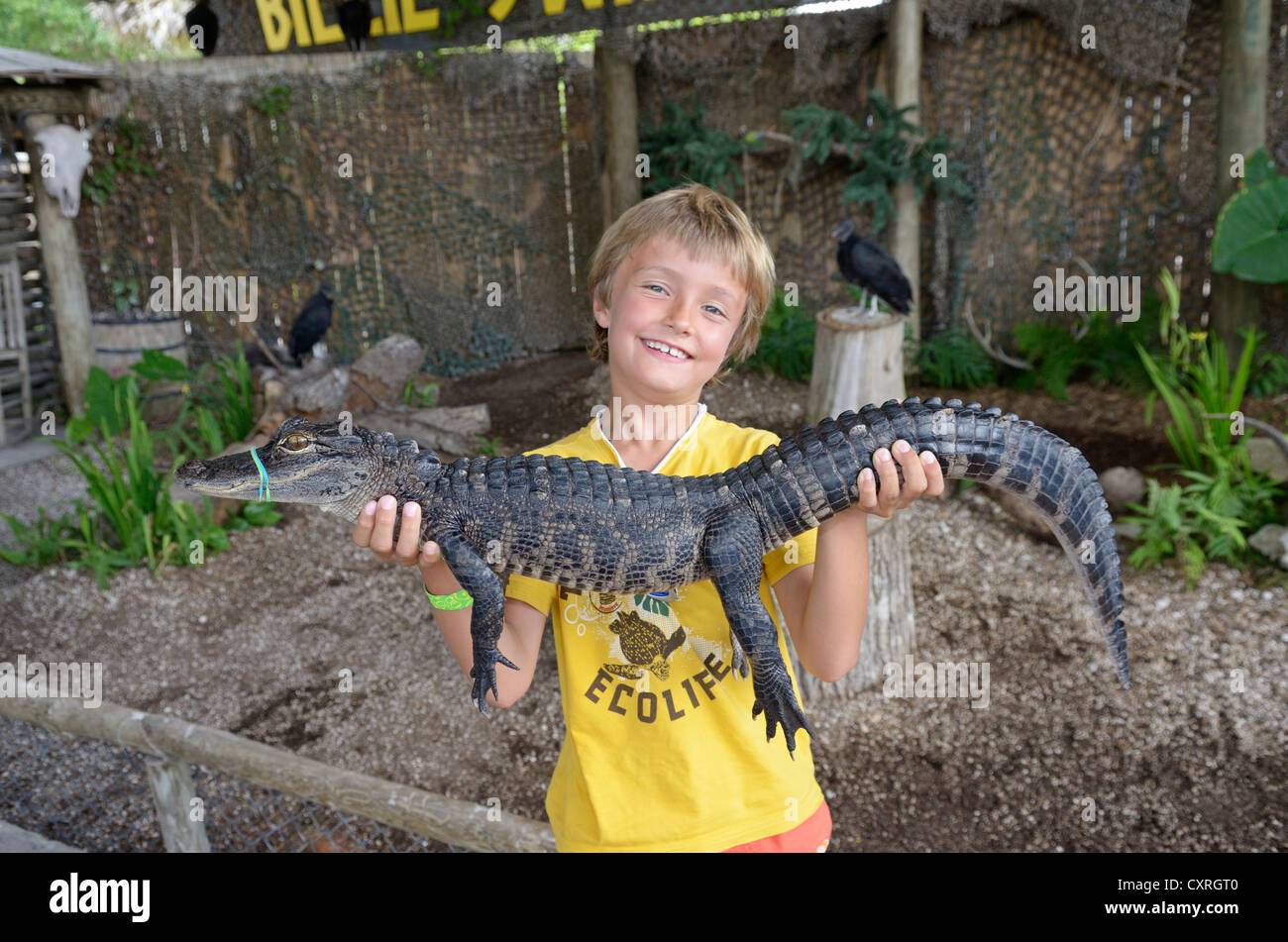 Touristen halten amerikanischer Alligator oder Gator (Alligator Mississippiensis), Billie Swamp Critter Show, Big Cypress Stockfoto