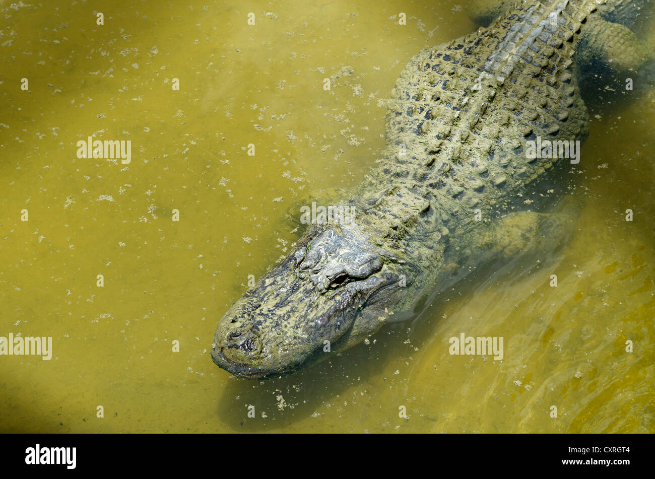 Amerikanischer Alligator oder Gator (Alligator Mississippiensis), Billie Swamp Critter Show, Big Cypress Seminole-Land, Everglades Stockfoto