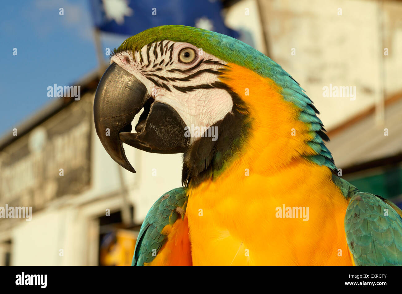 Blau-gelbe Ara (Ara Ararauna), Key West, Florida, USA Stockfoto