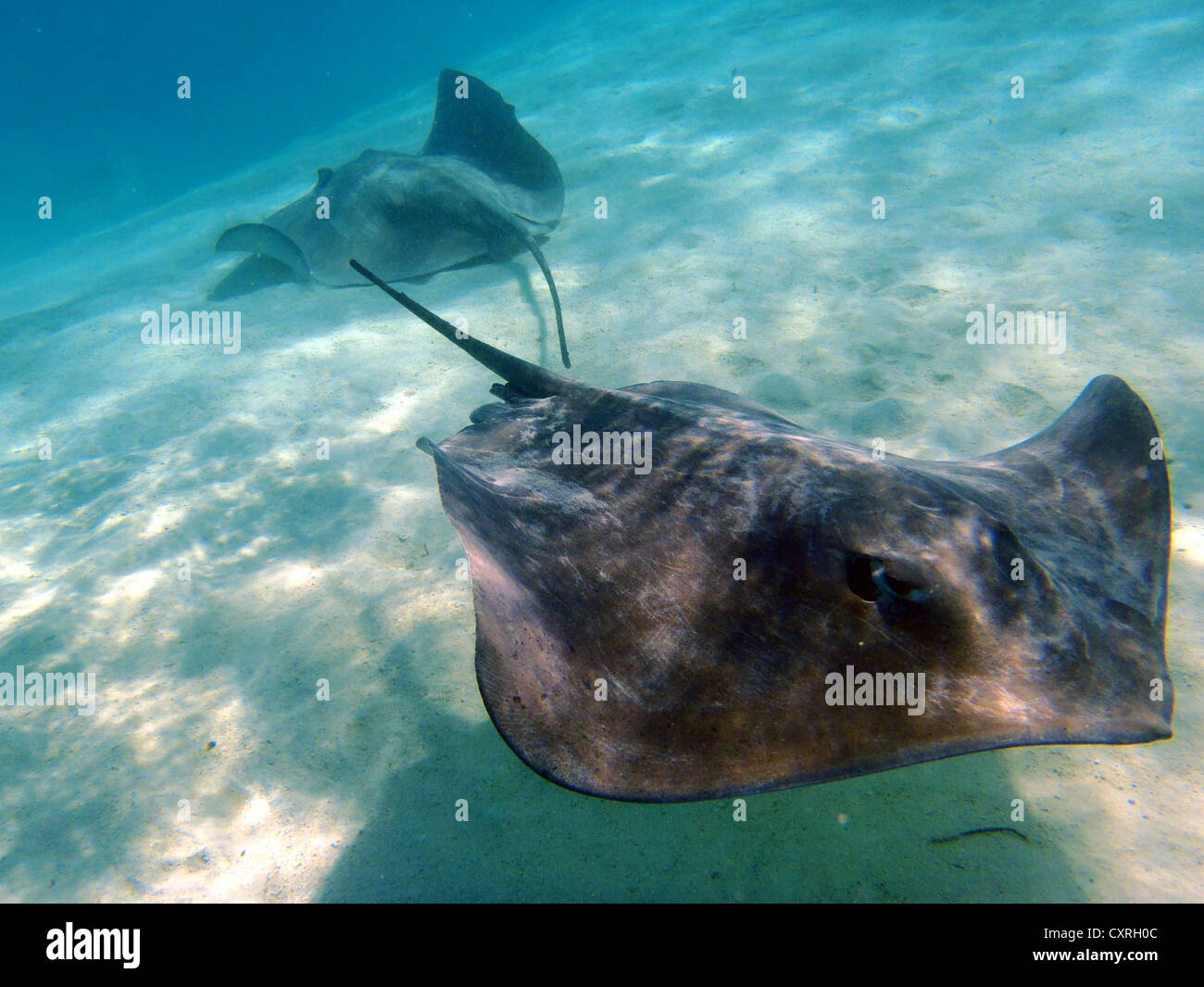 Stachelrochen (Dasyatis SP.), Hauru Punkt, Moorea, Inseln unter dem Winde, Gesellschaftsinseln, Französisch-Polynesien, Pazifik Stockfoto