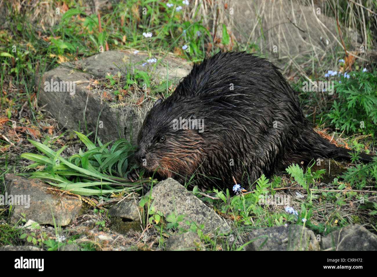 Biber, die Blätter zu essen. Stockfoto