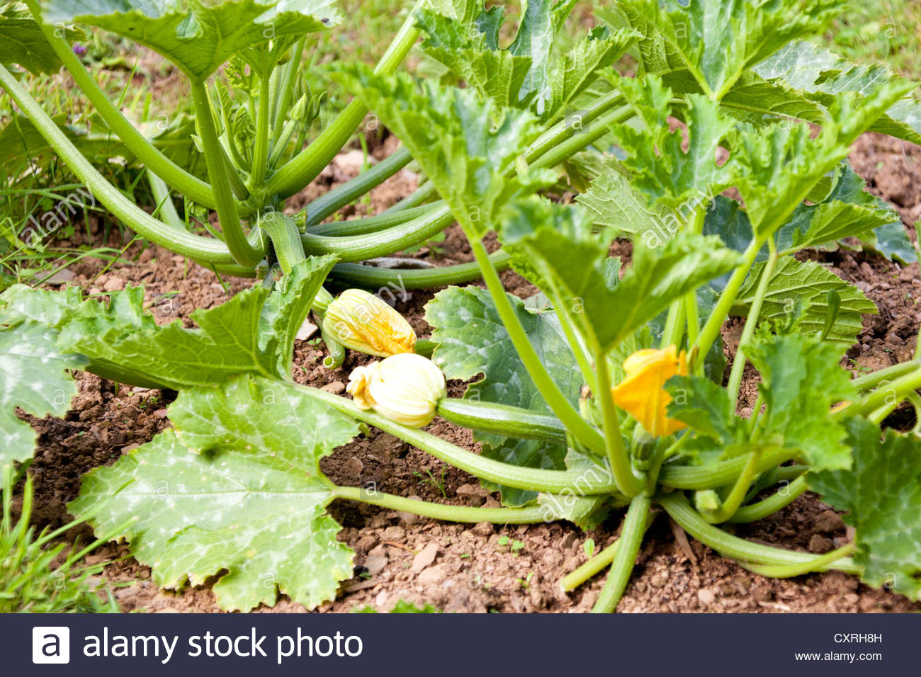 Biologisch Angebaute Zucchini Zucchini Pflanzen Mit Fruchten Und