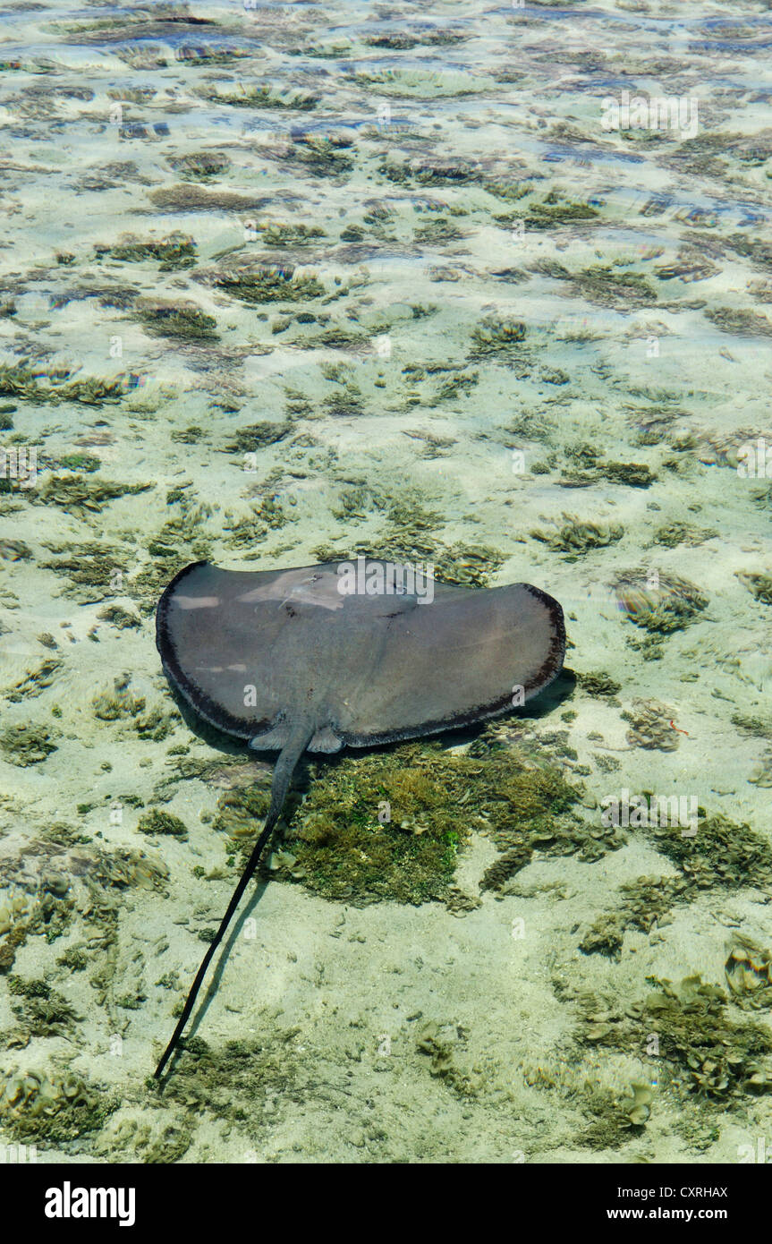 Stachelrochen (Dasyatis SP.), aus der Insel Raiatea oder Ra'iatea, Leeward-Inseln, Gesellschaftsinseln, Französisch-Polynesien Stockfoto