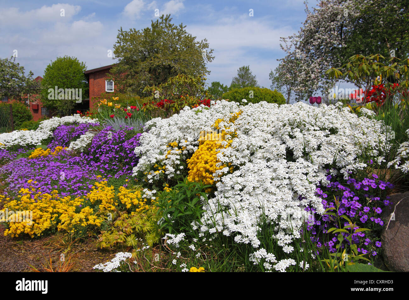 Ländlichen Garten im Frühjahr mit krautigen Pflanzen wie weiße