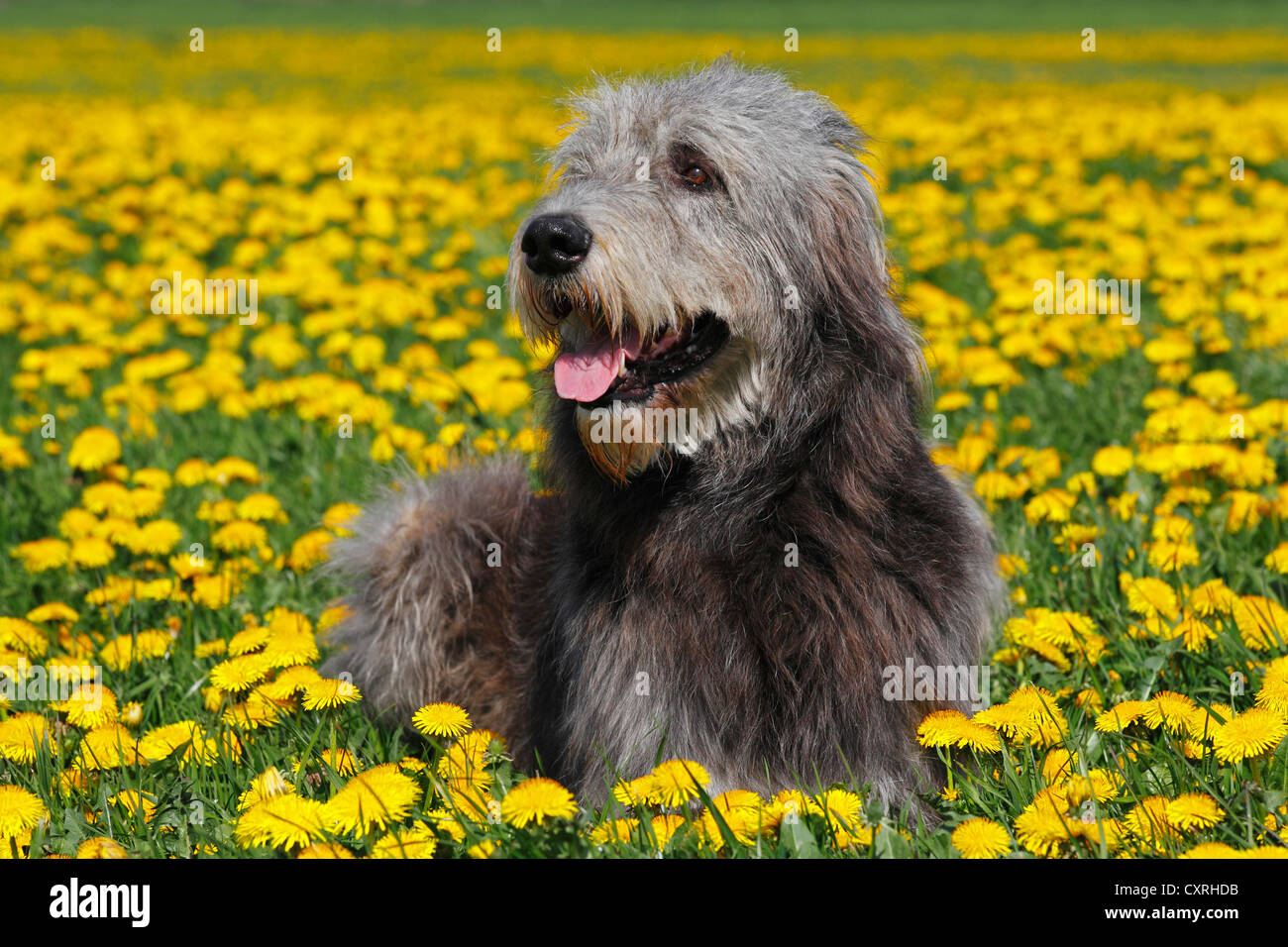 Irischer Wolfshund (Canis Lupus Familiaris), männliche liegen auf einer Wiese mit Löwenzahn Stockfoto