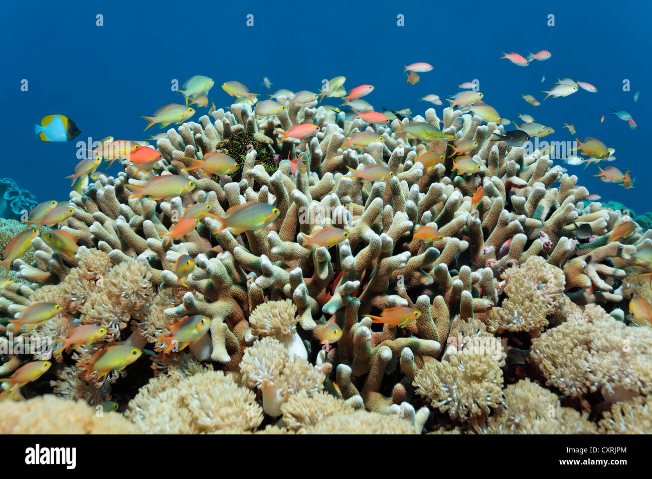 Rote Wangen Fee Basslets (Pseudanthias Huchtii) über einen Finger Korallen (Porites Attenuata), Great Barrier Reef schwimmen Stockfoto