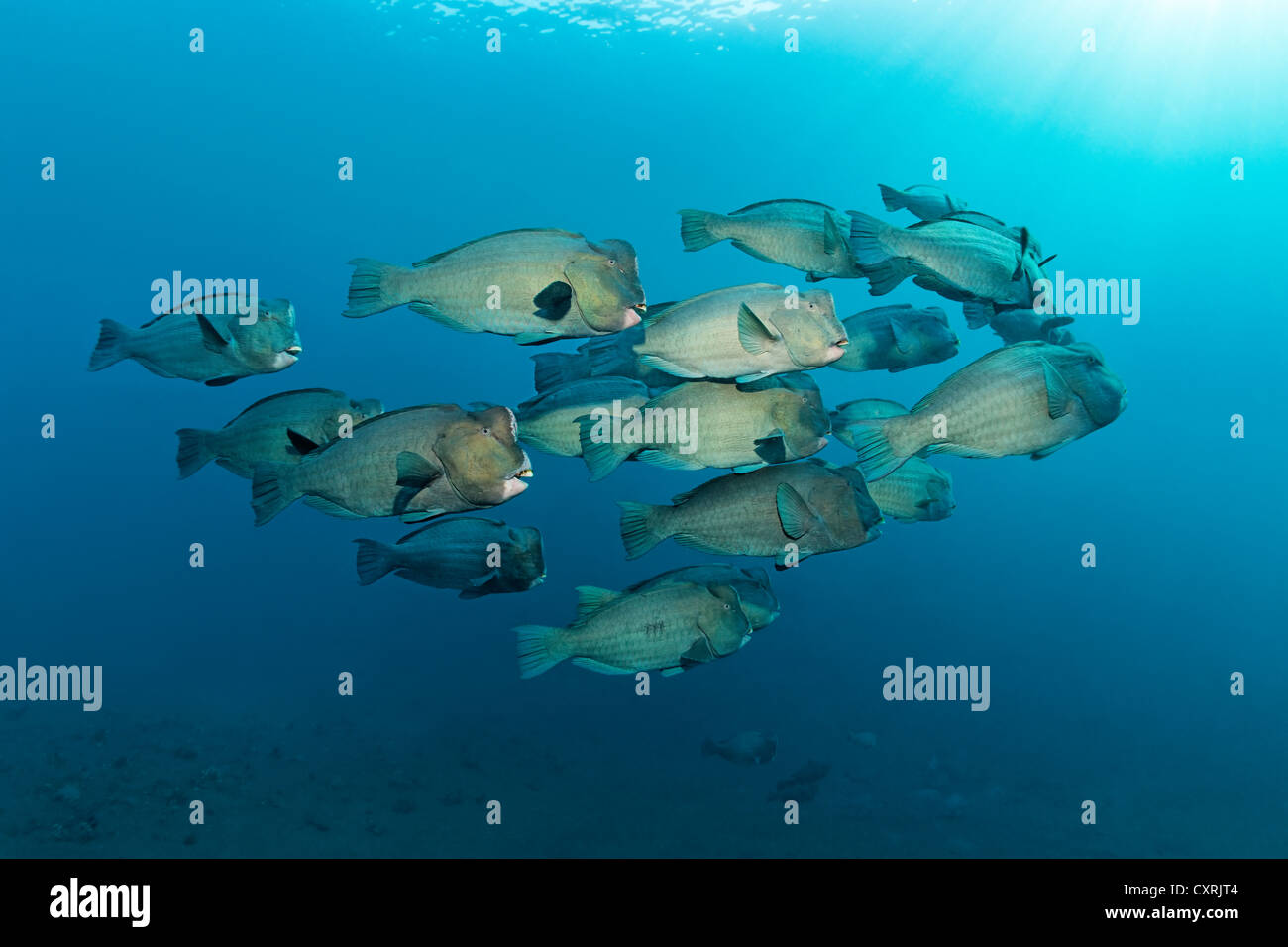 Schwarm von grünen Beginn Papageienfisch (Bolbometopon Muricatum) Schwimmen im offenen Meer, Great Barrier Reef Stockfoto