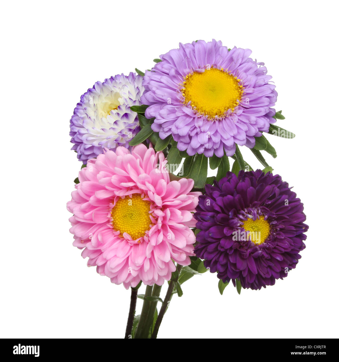 Blumenstrauß Aster Daisy isoliert gegen weiß Stockfoto