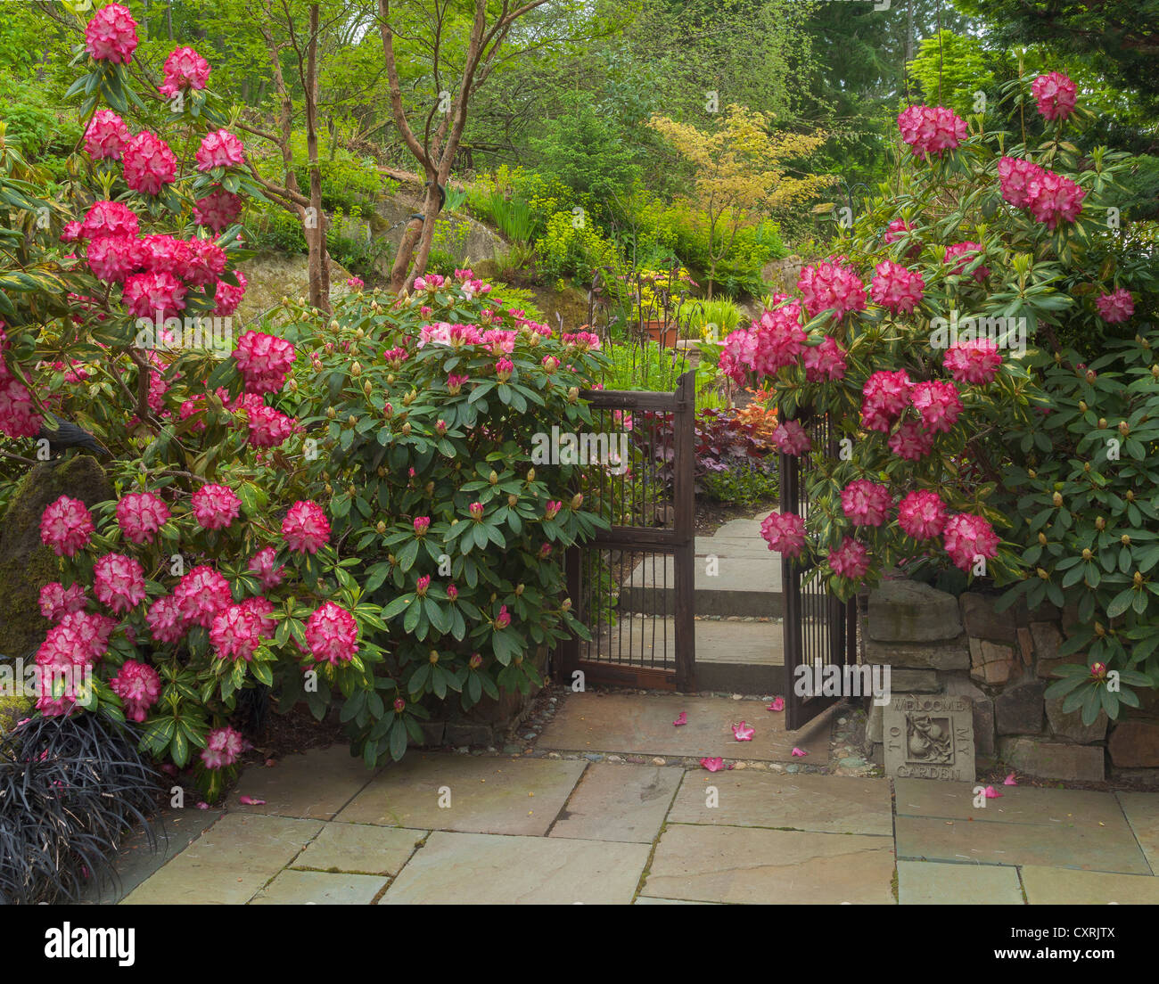 Rhododendron 'Präsident Roosevelt"gegen ein hölzernes Tor lockt Besucher in einem abgeschiedenen Garten blühen Stockfoto