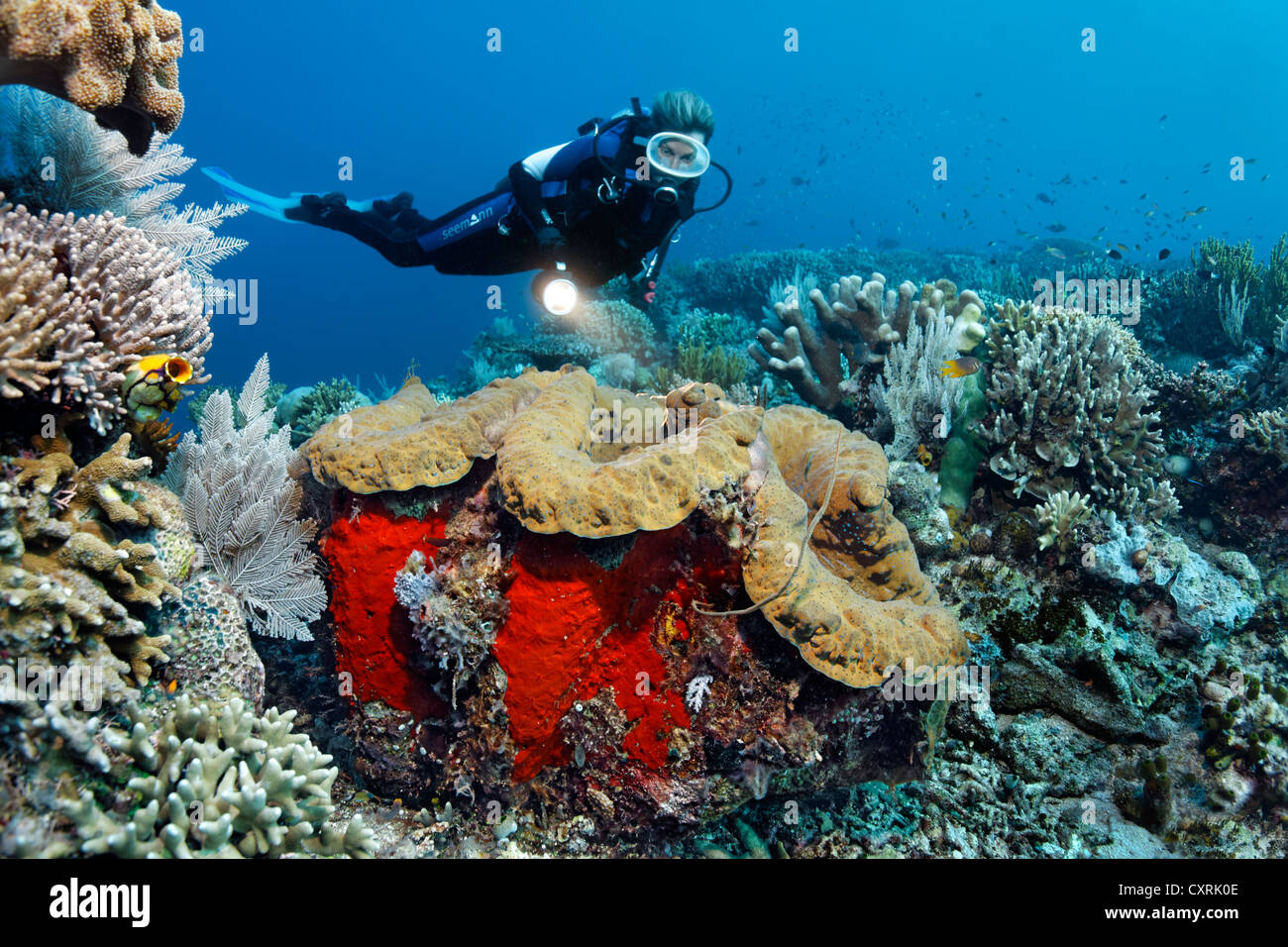 Weibliche Taucher betrachten eine Riesenmuschel (Tridacna Gigas), an einem Korallenriff Great Barrier Reef, ein UNESCO-Weltkulturerbe Stockfoto