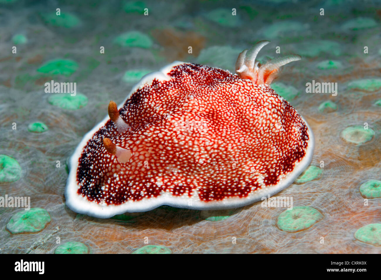 Chromodoris Nacktschnecken (Chromodoris Tinctoria), Sea Slug auf einer Koralle mit geschlossenen Polypen, Great Barrier Reef Stockfoto