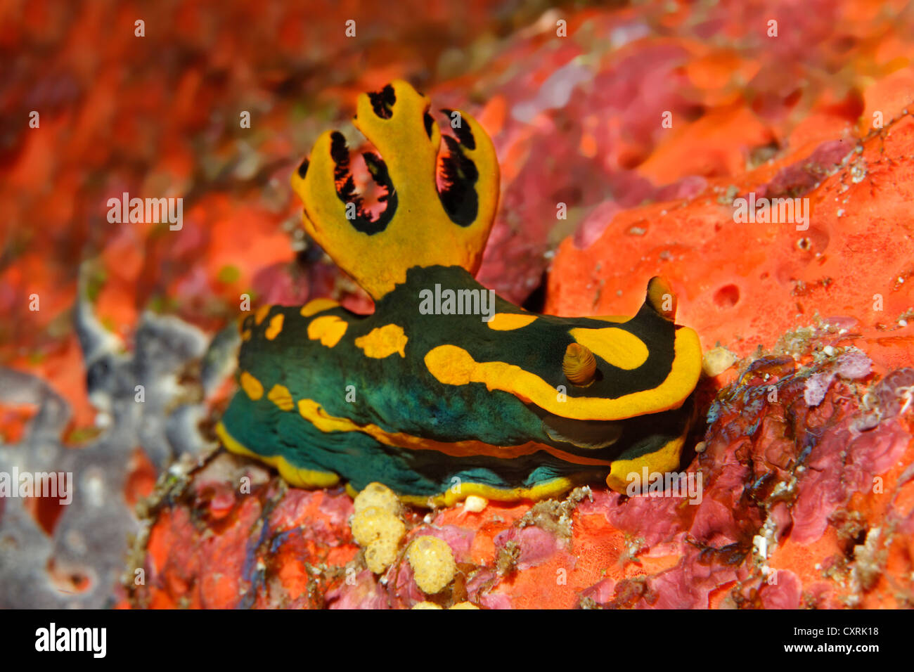 Arten der Meeresschnecke (Tambja Gabrielae), Nacktschnecken, Great Barrier Reef, ein UNESCO-Weltkulturerbe, Queensland, Cairns Stockfoto