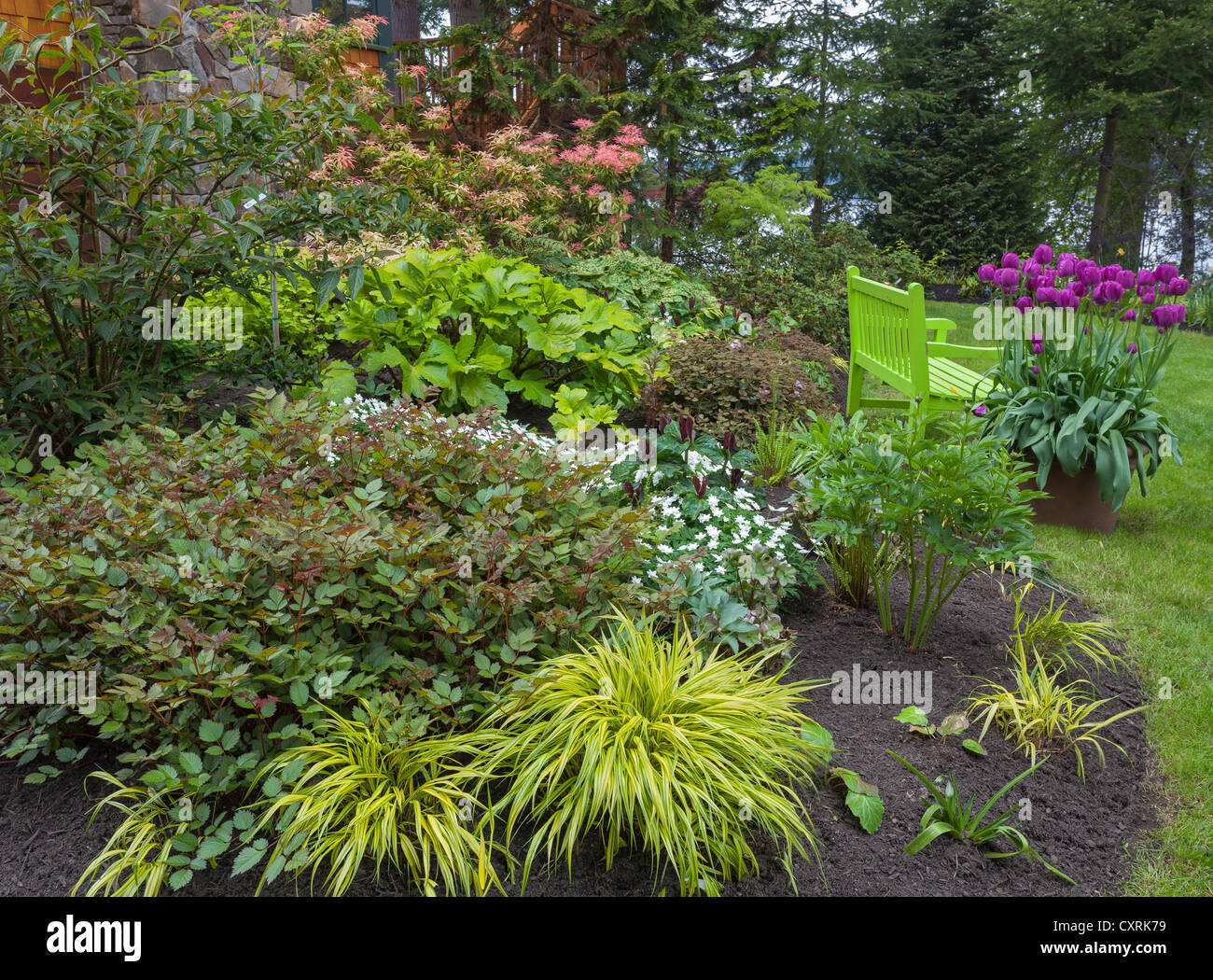 Mehrjährige Garten mit Astillbe, Wald Japanisch, Grass, Helleborus, Trillium, Tulpen und Pieris mit Chartreuse Sitzbank Stockfoto