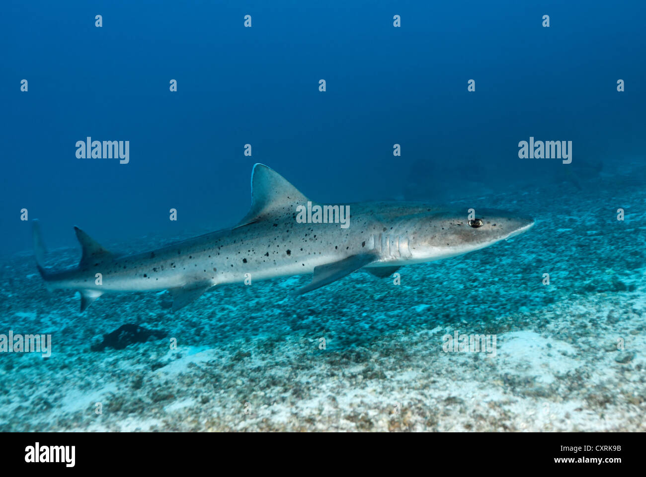 Gebänderte Houndshark (Triakis Scyllium) schwimmen über sandigen Meeresboden, gefährdete Arten, Punta Cormorant, Insel Floreana Stockfoto
