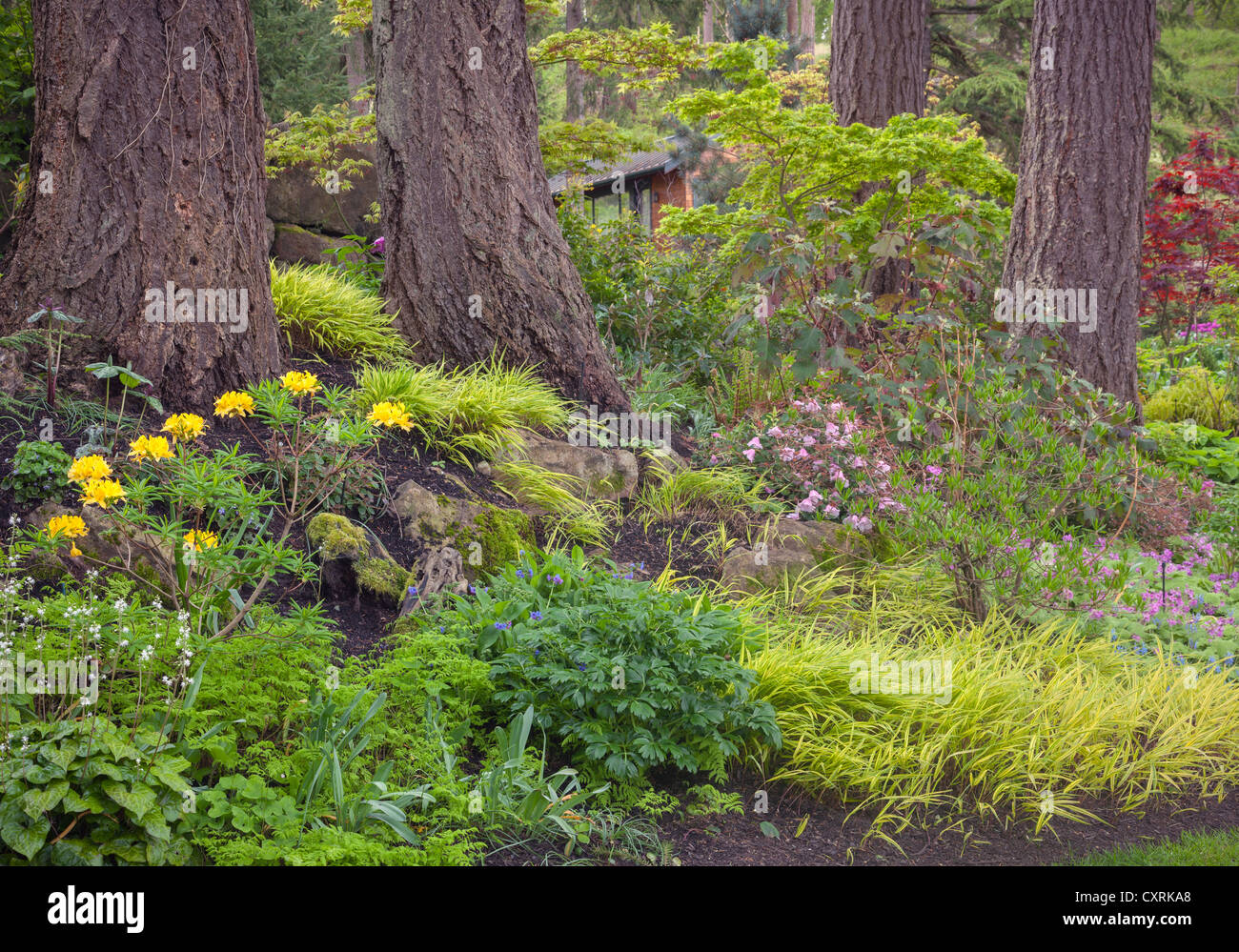 Ein Staudengarten mit sommergrüne Azaleen, Geranien; Japanische Wald Rasen; Ahorne unter einem Stand von Douglasien Stockfoto