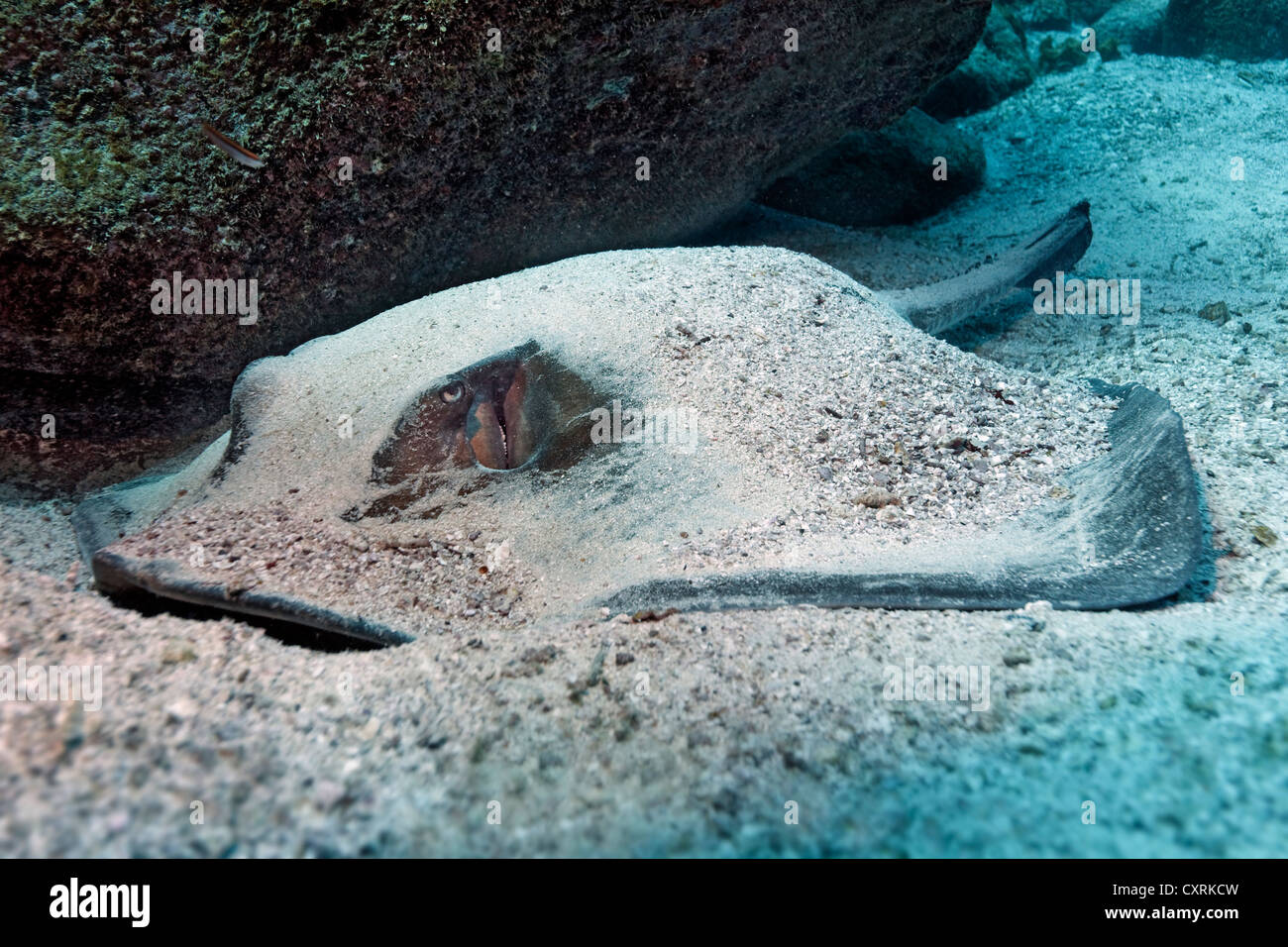 Gestromt Pfauentaube Ray (Taeniura Meyeni), liegend auf dem sandigen Meeresboden, Gardner Bay, Insel Española auch bekannt als Haube getarnt Stockfoto