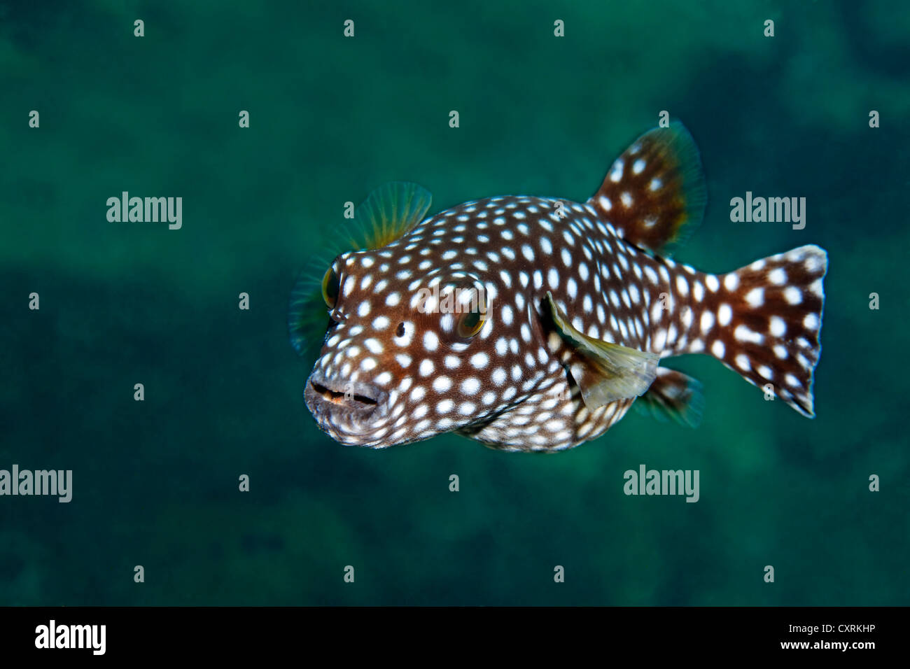 Kugelfisch -Fotos und -Bildmaterial in hoher Auflösung - Seite 2 - Alamy