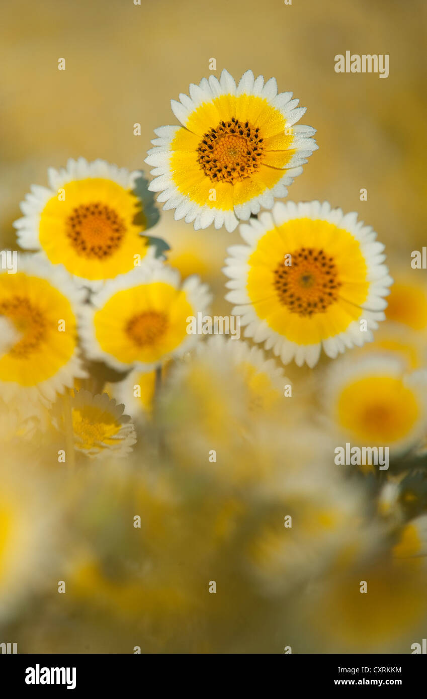 Ordentlich-Tipps (Layia Platyglossa) APRIL (Asteraceae) Carrizo Plain National Monument, Kalifornien Stockfoto
