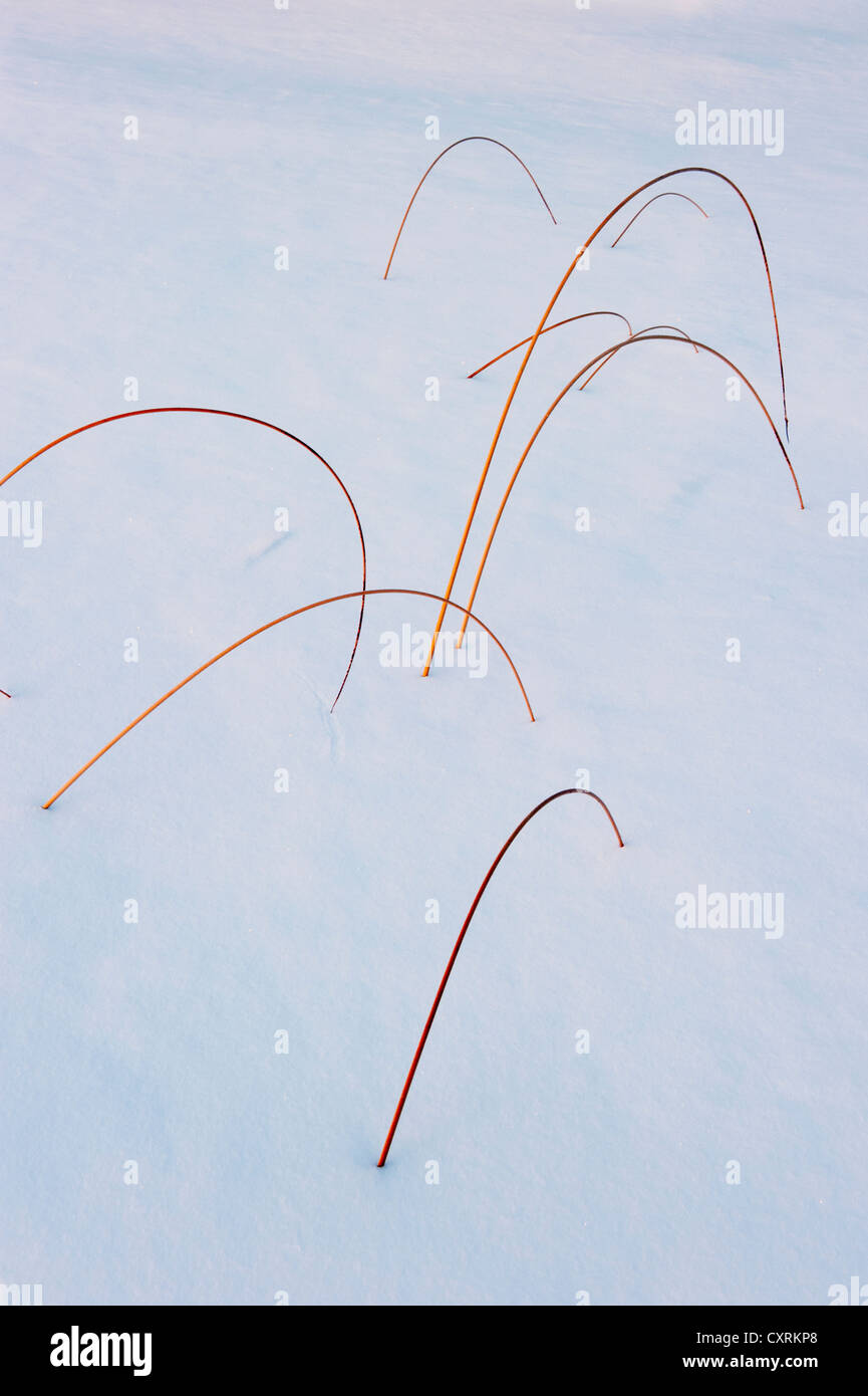 Rasen Sie in der tief verschneiten See, Nordwest-Territorien, Kanada eingefroren Stockfoto