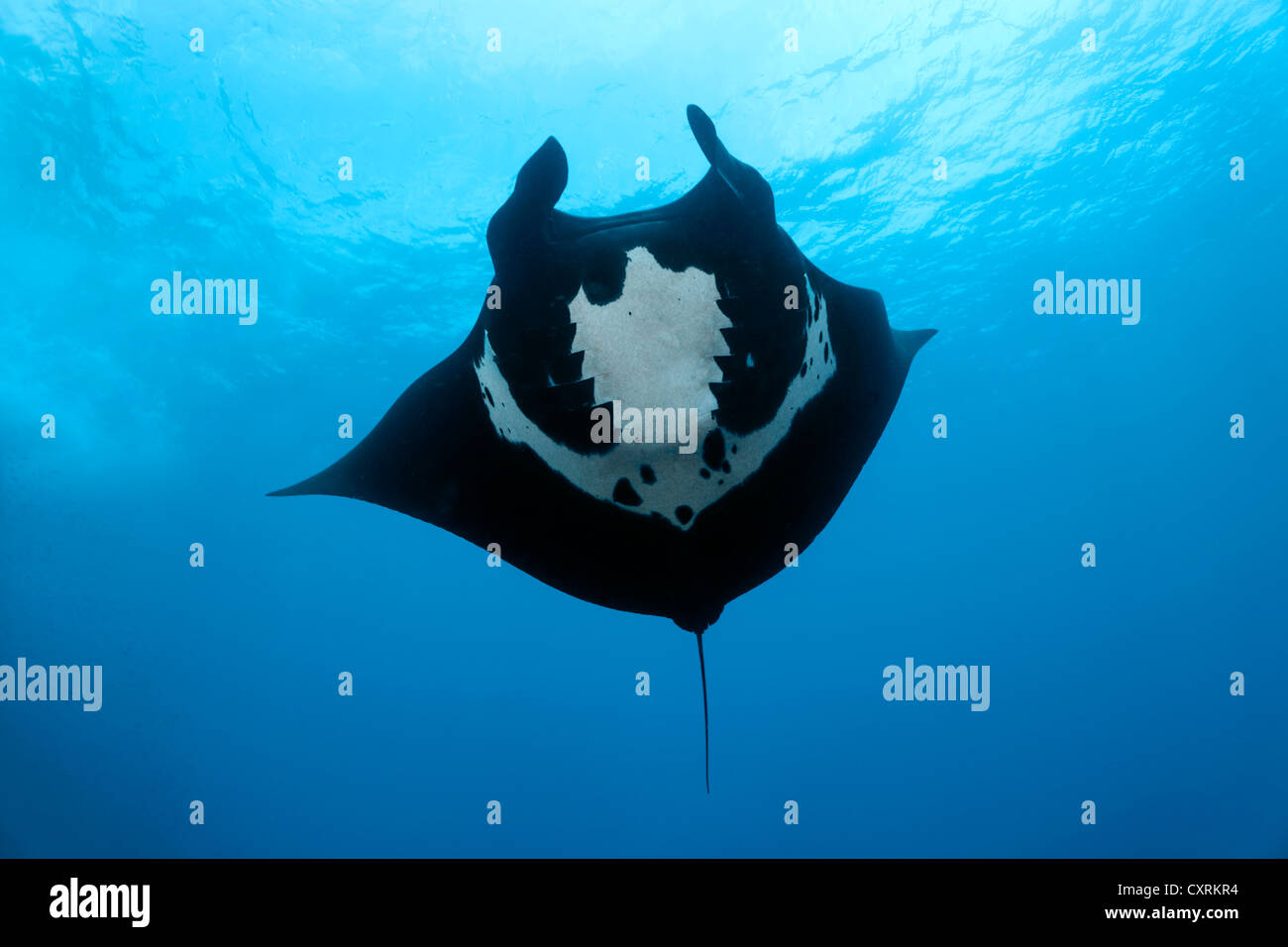 Riesige ozeanische Mantarochen (Manta Birostris) von unten gesehen San Benedicto Insel, in der Nähe von Socorro, Revillagigedo-Inseln Stockfoto