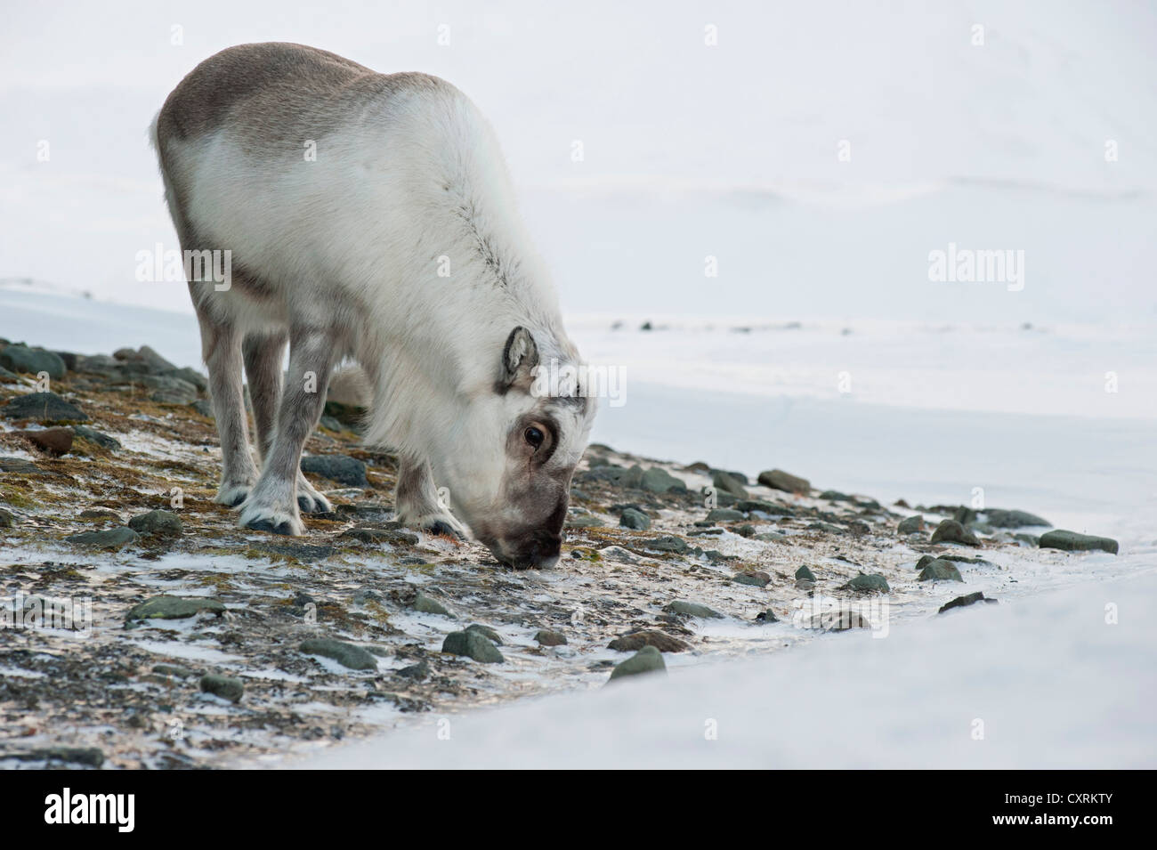 Svalbard-Rentiere (Rangifer Tarandus Platyrhynchus), zwischen Felsen, Spitsbergen, Longyearbyen, Svalbard auf Nahrungssuche Stockfoto