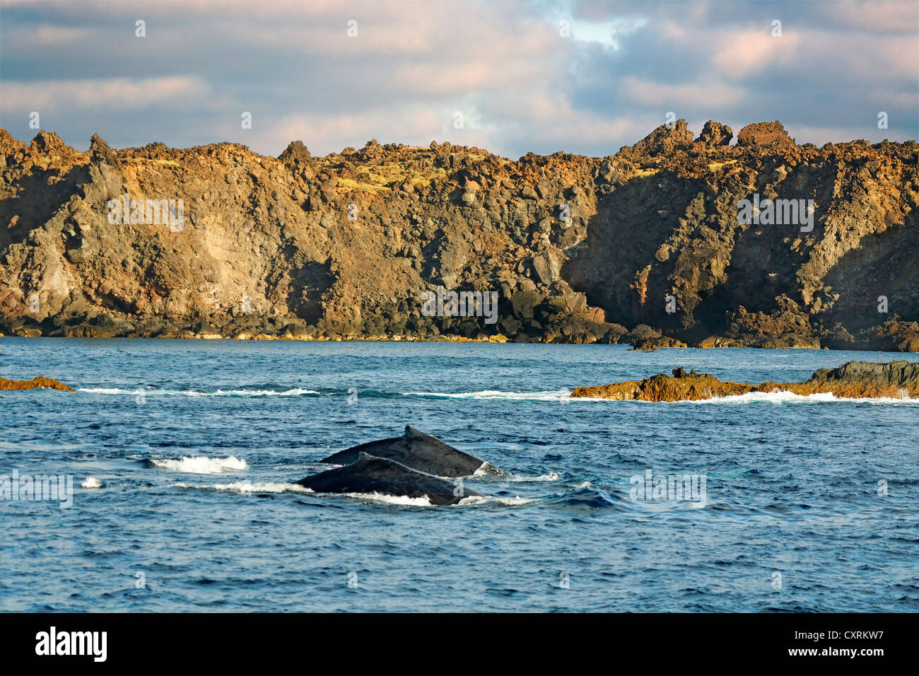 Buckelwal (Impressionen Novaeangliae), San Benedicto Island, in der Nähe von Socorro, Revillagigedo-Inseln, Schären, Mexiko Stockfoto