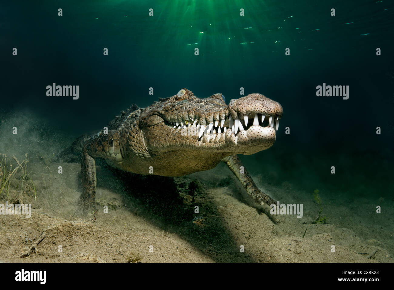 Salzwasser Krokodil oder Leistenkrokodil oder Indo-Pazifik Krokodil (Crocodylus Porosus), Unterwasser, frontal Stockfoto