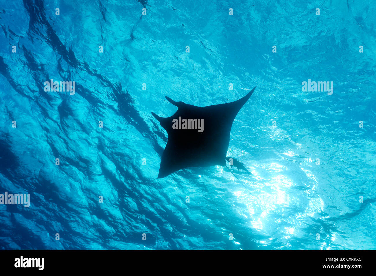 Riesige ozeanische Mantarochen (Manta Birostris), von unterhalb, Schwimmen in der Nähe von Oberfläche, Hintergrundbeleuchtung, Silhouette, Roca Partida Stockfoto