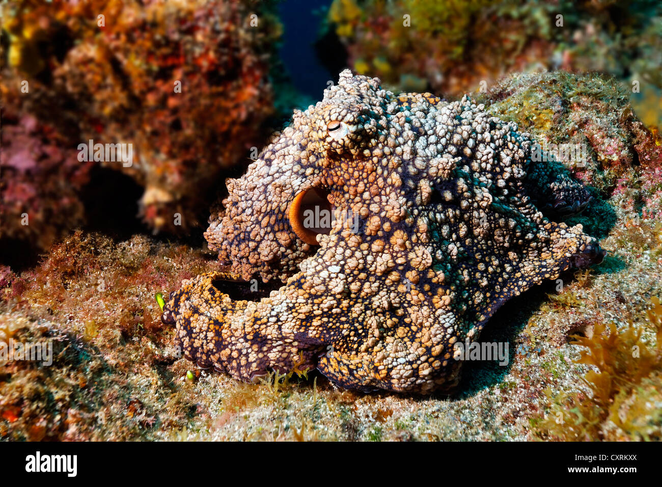 Gemeinsame Krake (Octopus Vulgaris), auf felsigen Meeresboden, Roca Partida, Revillagigedo-Inseln, Mexiko, Amerika, Ost-Pazifik Stockfoto