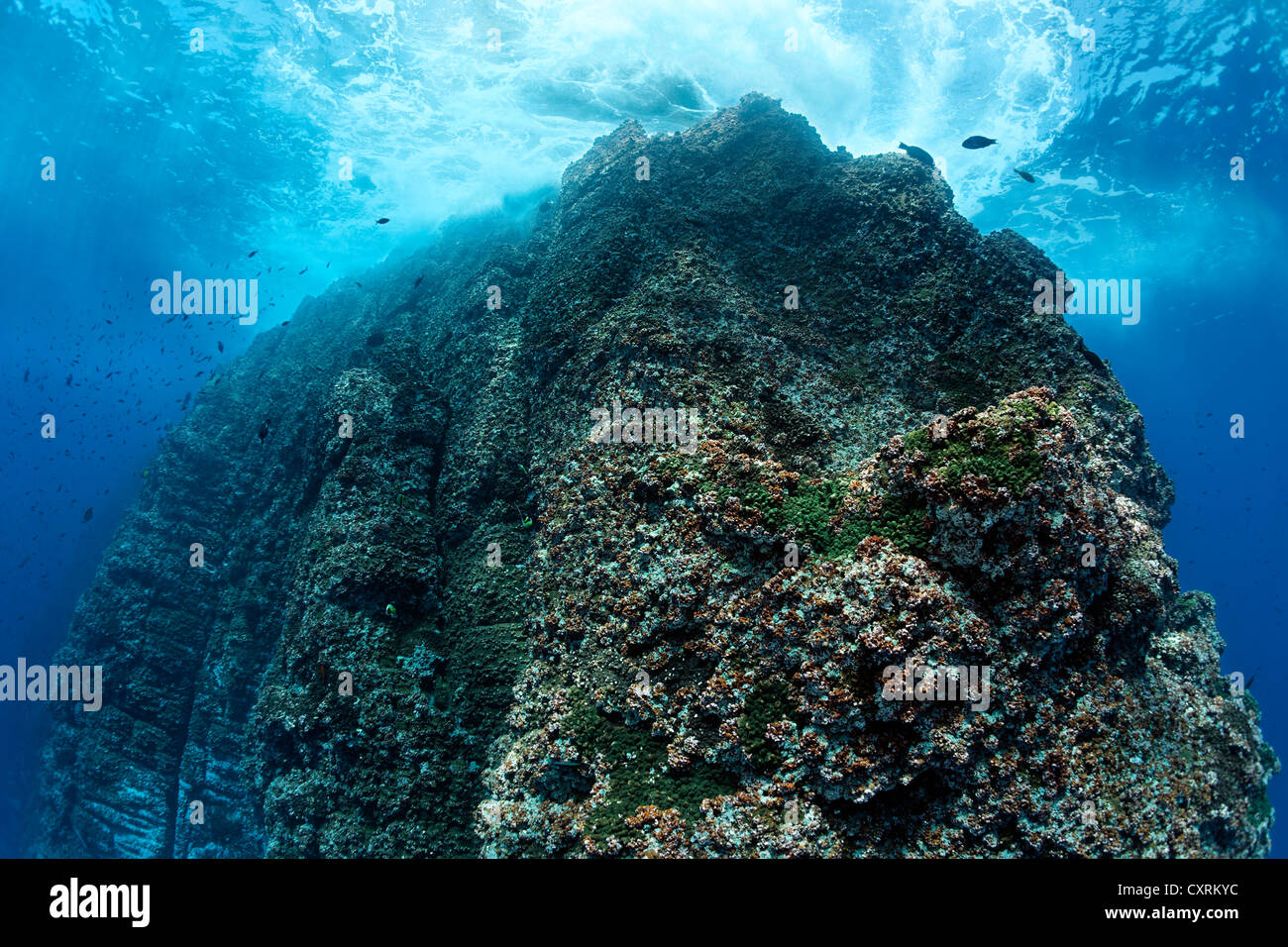 Hoch aufragende Felsen, gebadet in Wellen, Klippe, Roca Partida, Revillagigedo-Inseln, Mexiko, Amerika, Ost-Pazifik Stockfoto