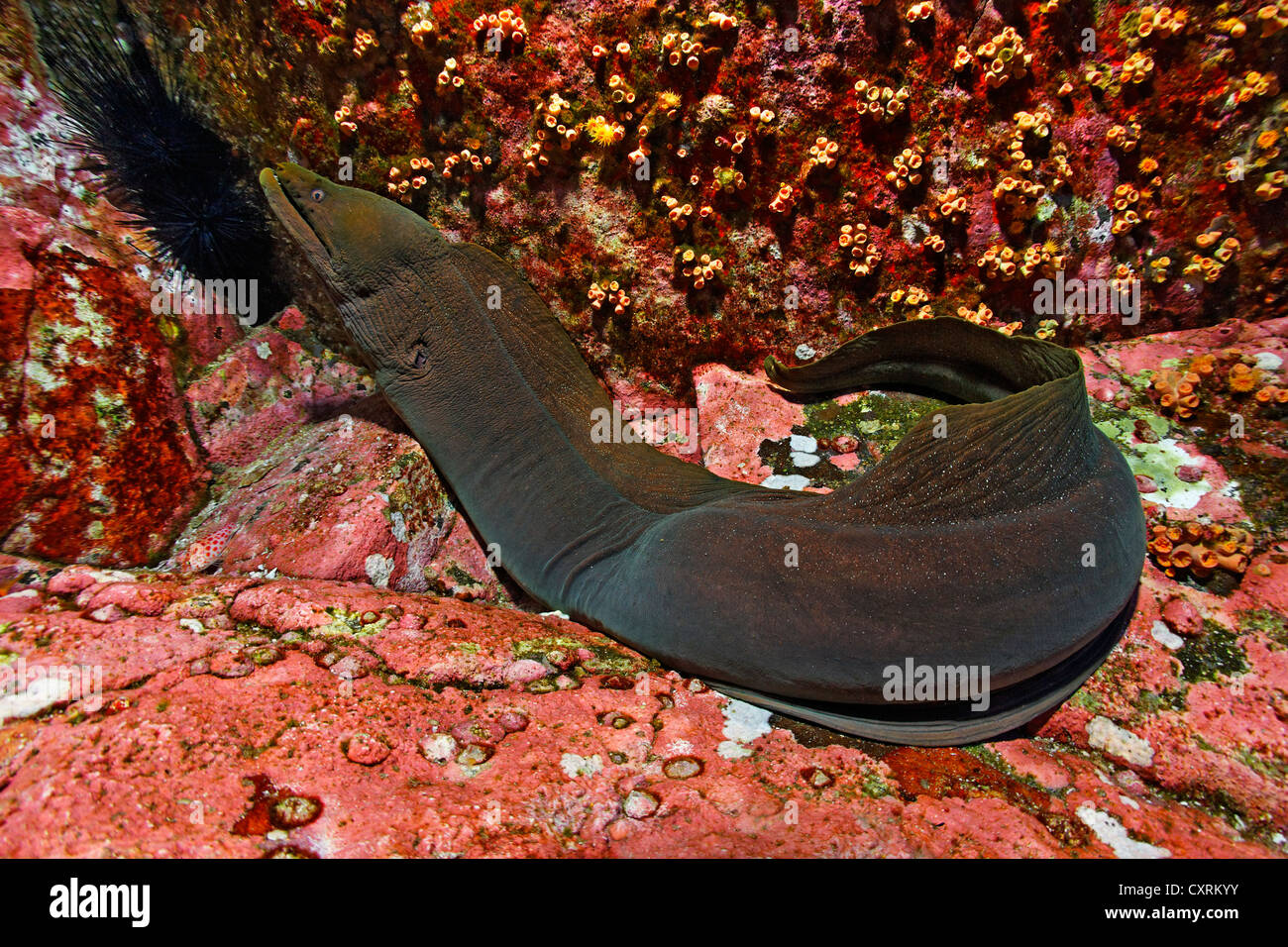 Gefleckte Muräne oder feine entdeckt Muräne (Gymnothorax Dovii) auf felsigen Meeresboden, Roca Partida, Revillagigedo-Inseln, Mexiko Stockfoto