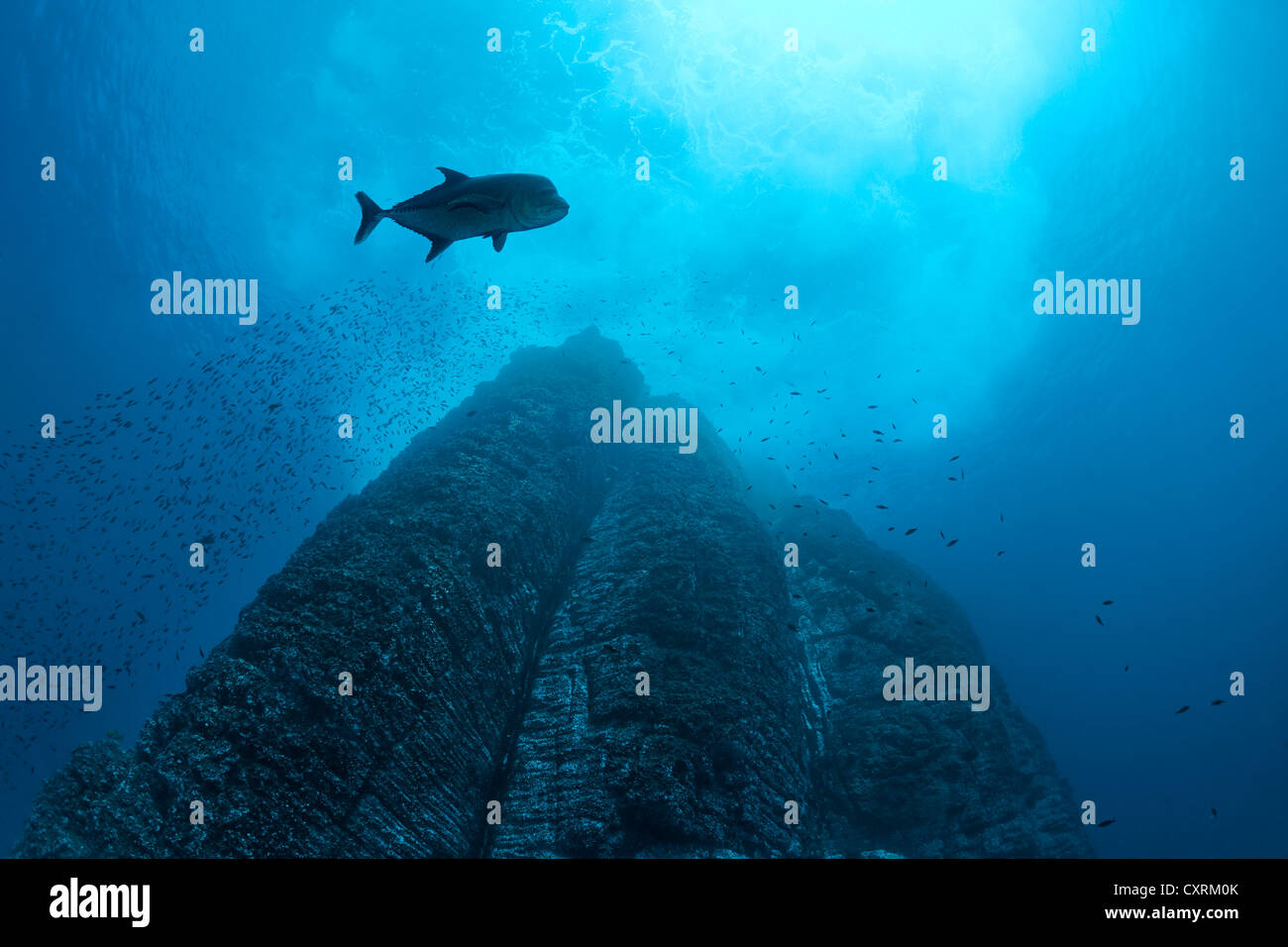 Hoch aufragenden Felsen umspült von den Wellen, Black Jack, Black Makrelen oder Black Kingfish (Caranx Lugubris), Unterwasser Felswand Stockfoto