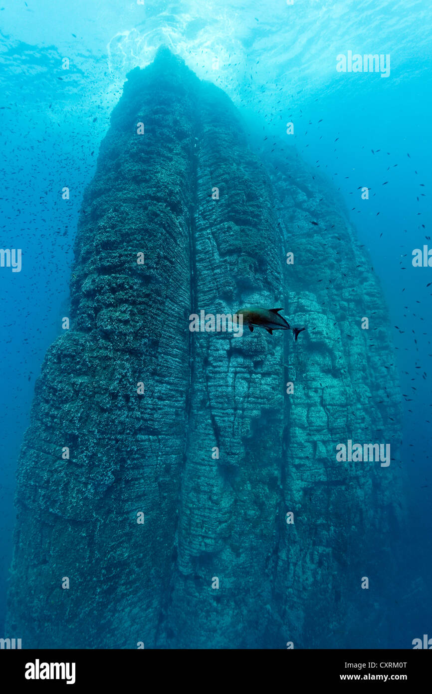 Hoch aufragenden Felsen umspült von den Wellen, Black Jack, Black Makrelen oder Black Kingfish (Caranx Lugubris), Unterwasser Felswand Stockfoto