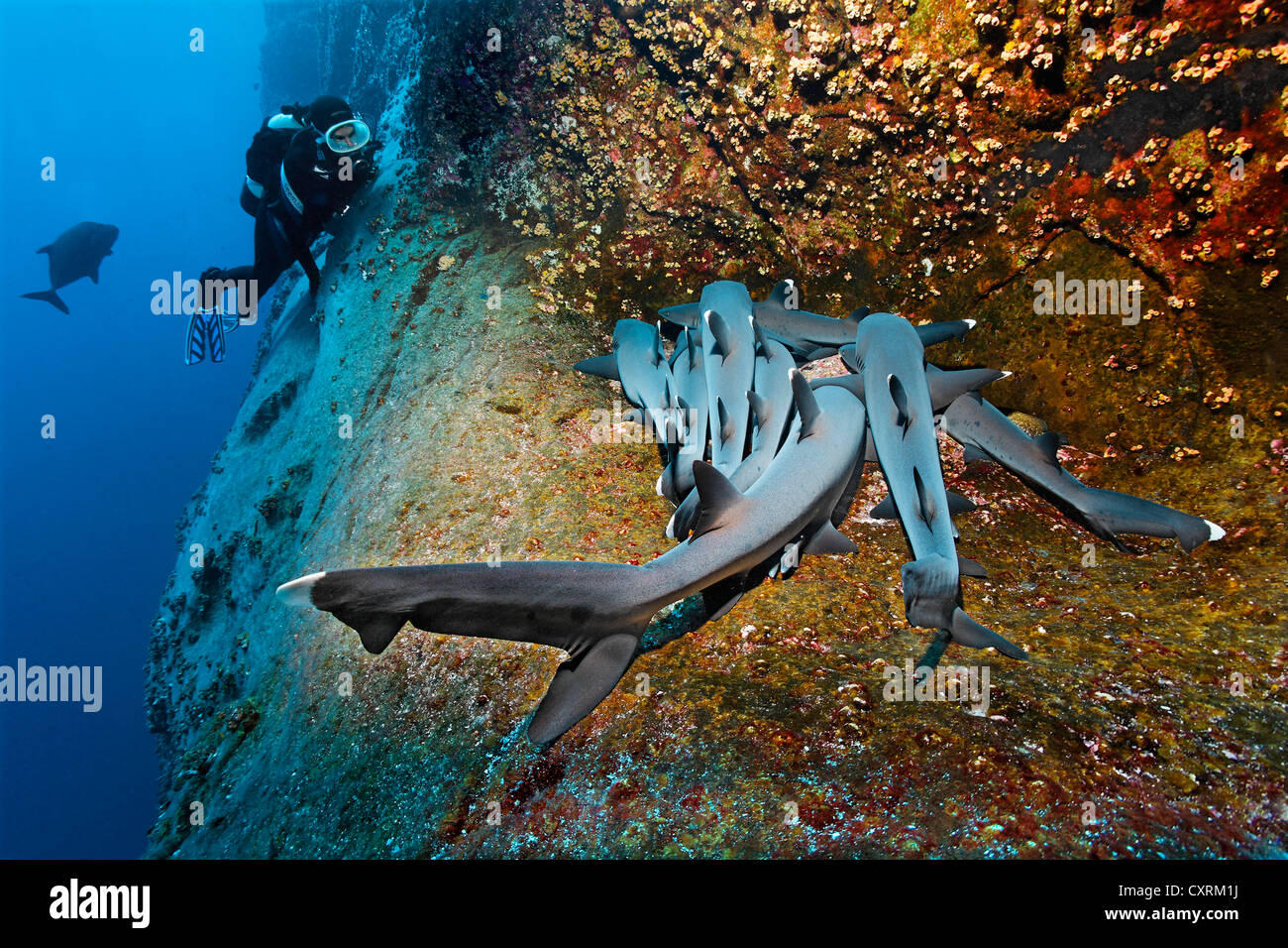 Taucher beobachten Weißspitzen-Riffhaie (Triaenodon Obesus), schlafen auf steilen Felsen, Roca Partida Stockfoto