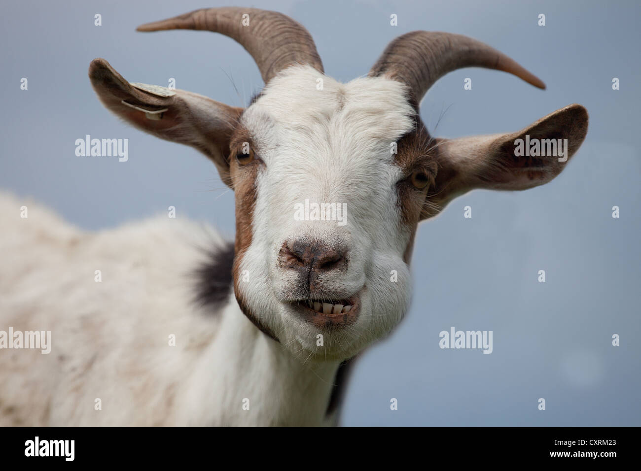 Ziege bilder -Fotos und -Bildmaterial in hoher Auflösung – Alamy
