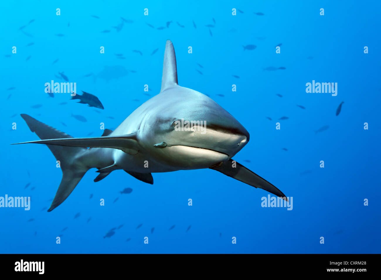 Galapagos Hai (Carcharhinus Galapagensis), Schwimmen in der Nähe von Roca Partida, Revillagigedo-Inseln, Mexiko, Amerika, Ost-Pazifik Stockfoto