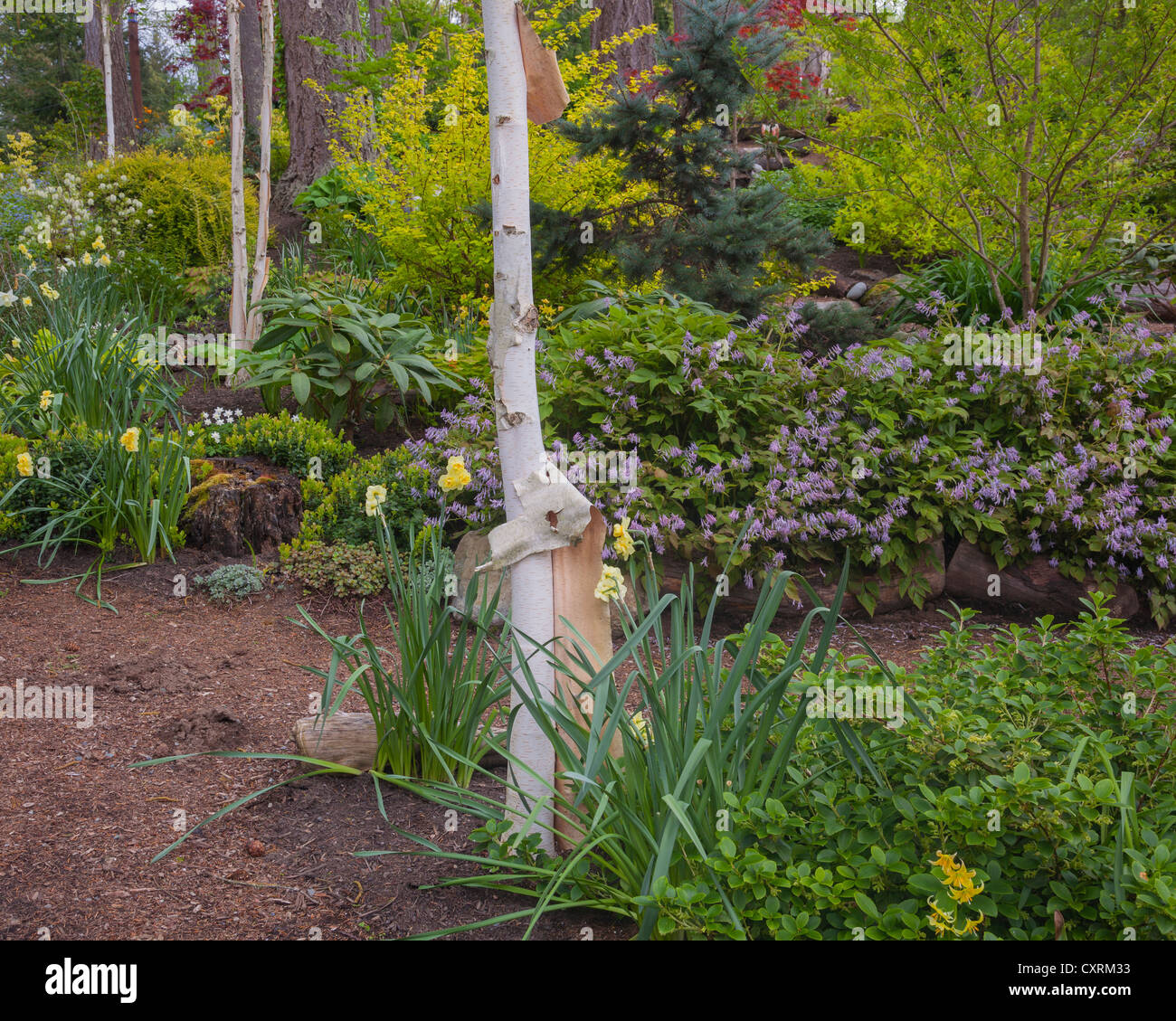 Maury-Vashon Island, WA: Papier-Birke (Betula Papyrifera) Akzent einen Wald Garten im Frühjahr Stockfoto